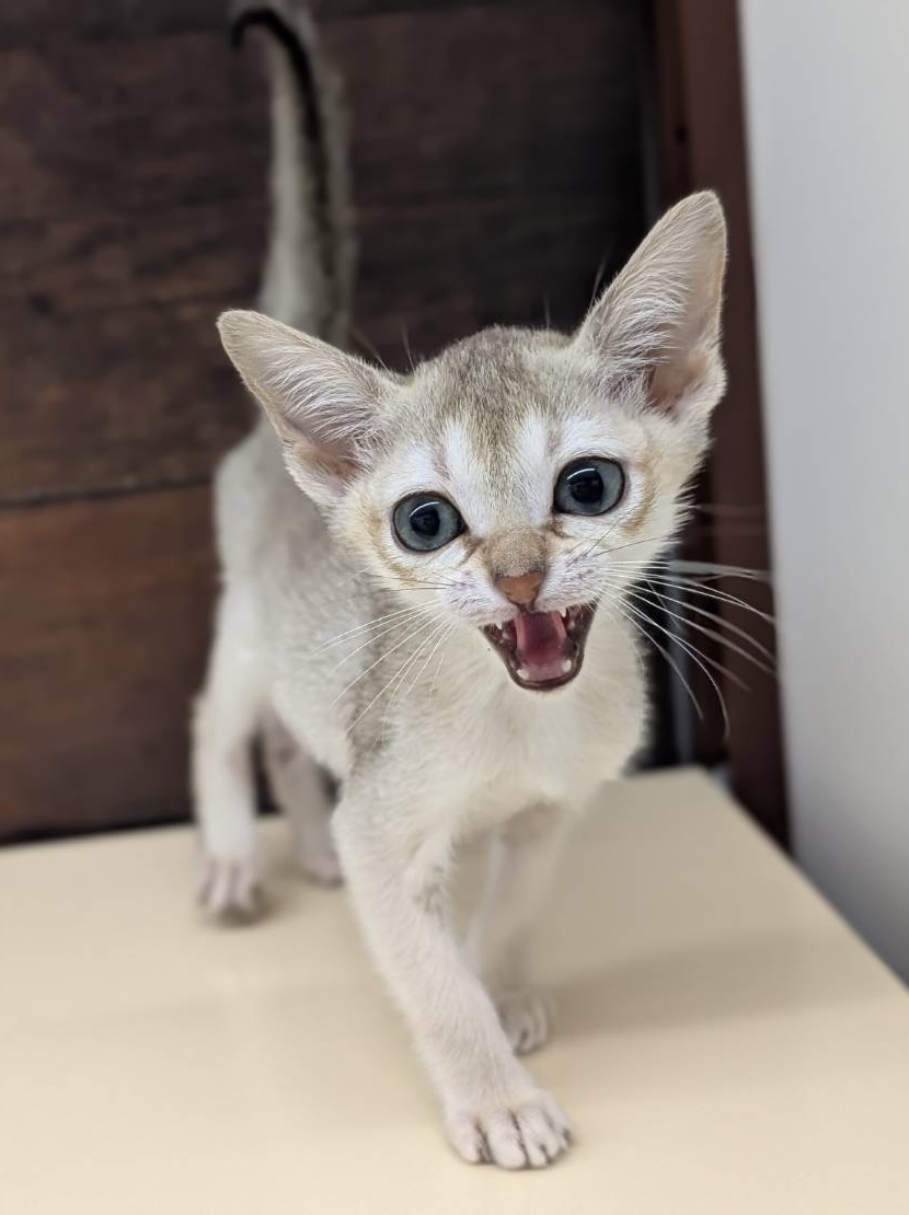 愛知県のシンガプーラ (ペッツワン名古屋大高インター店/2025年10月25日生まれ/女の子/セピアアグーティ)の子猫の2枚目の画像