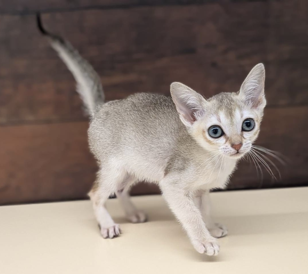 愛知県のシンガプーラ (ペッツワン名古屋大高インター店/2025年10月25日生まれ/女の子/セピアアグーティ)の子猫