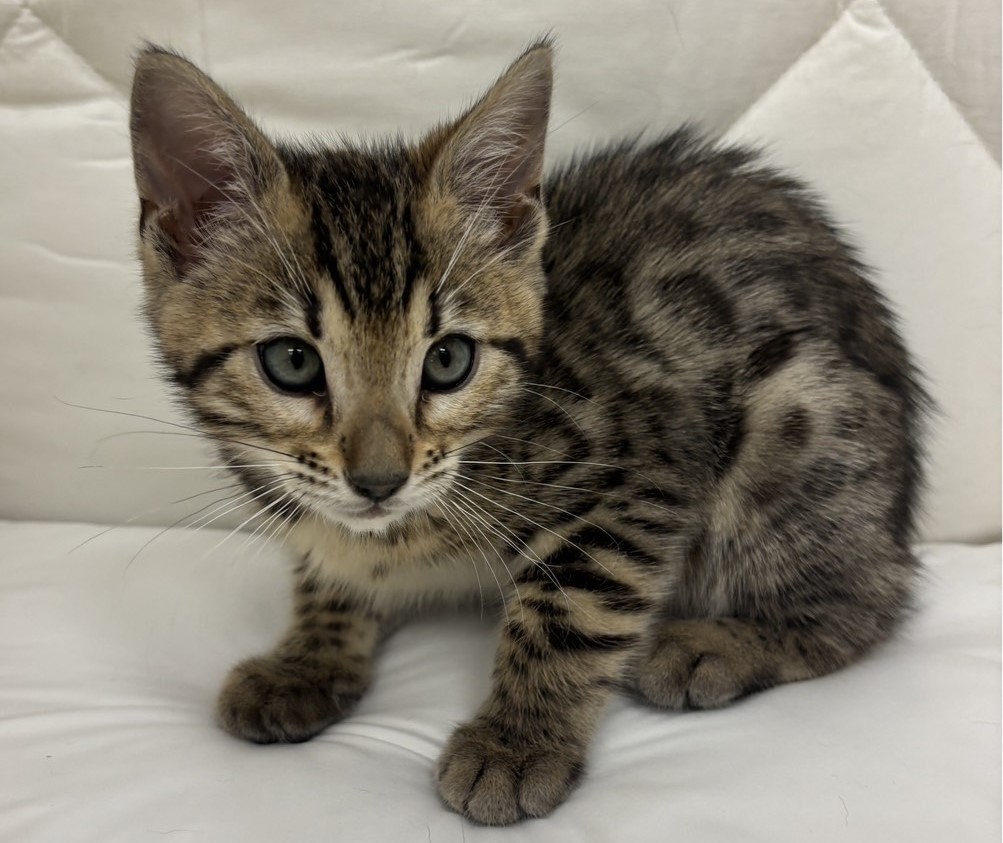 茨城県のジェネッタ (ペッツワン石岡玉里店/2025年10月29日生まれ/女の子/ブラウンスポットタビー)の子猫