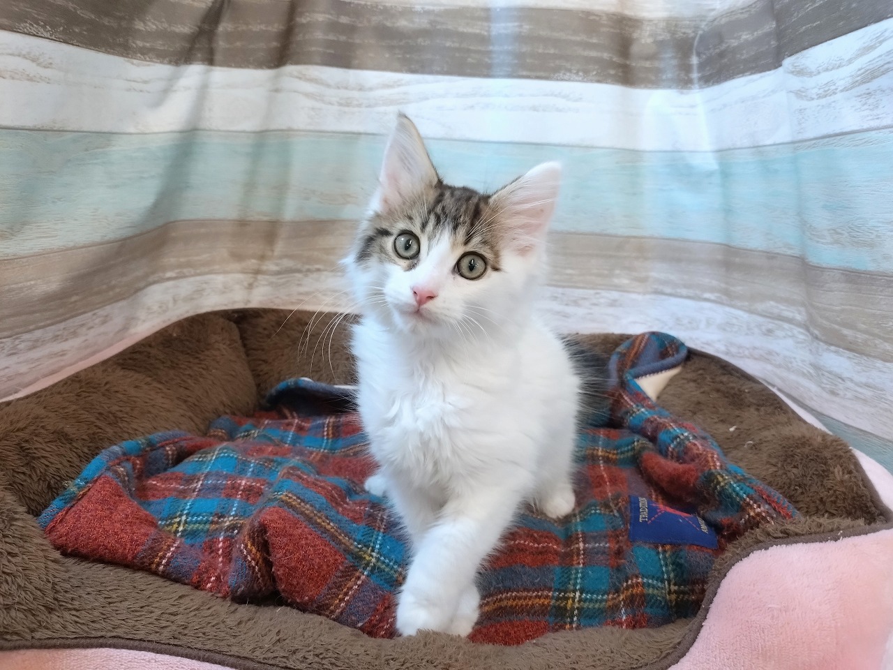 群馬県のメインクーン (ペッツワン青柳店/2025年10月13日生まれ/男の子/ブラウンタビーホワイト)の子猫の2枚目の画像