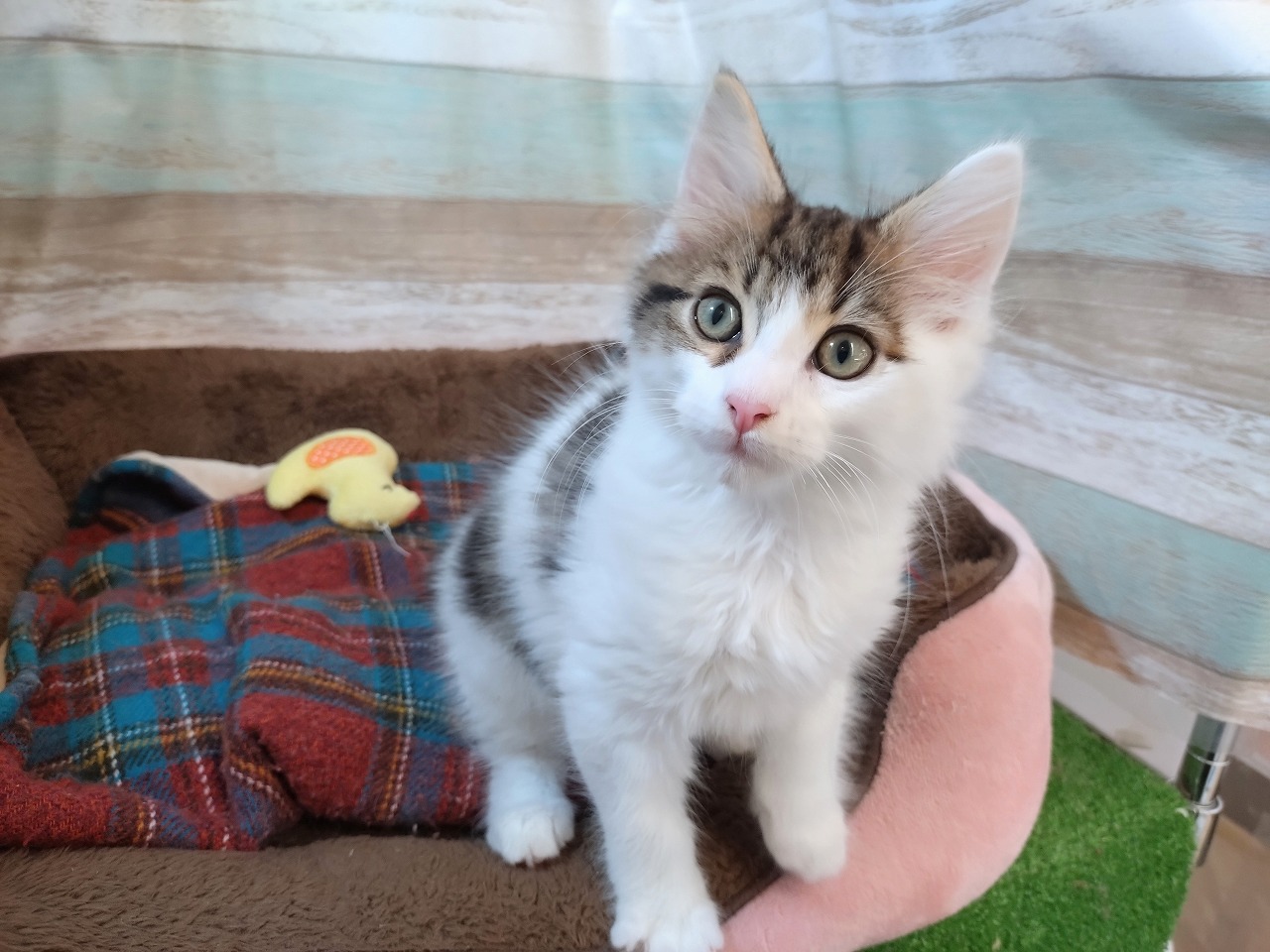群馬県のメインクーン (ペッツワン青柳店/2025年10月13日生まれ/男の子/ブラウンタビーホワイト)の子猫の1枚目の画像