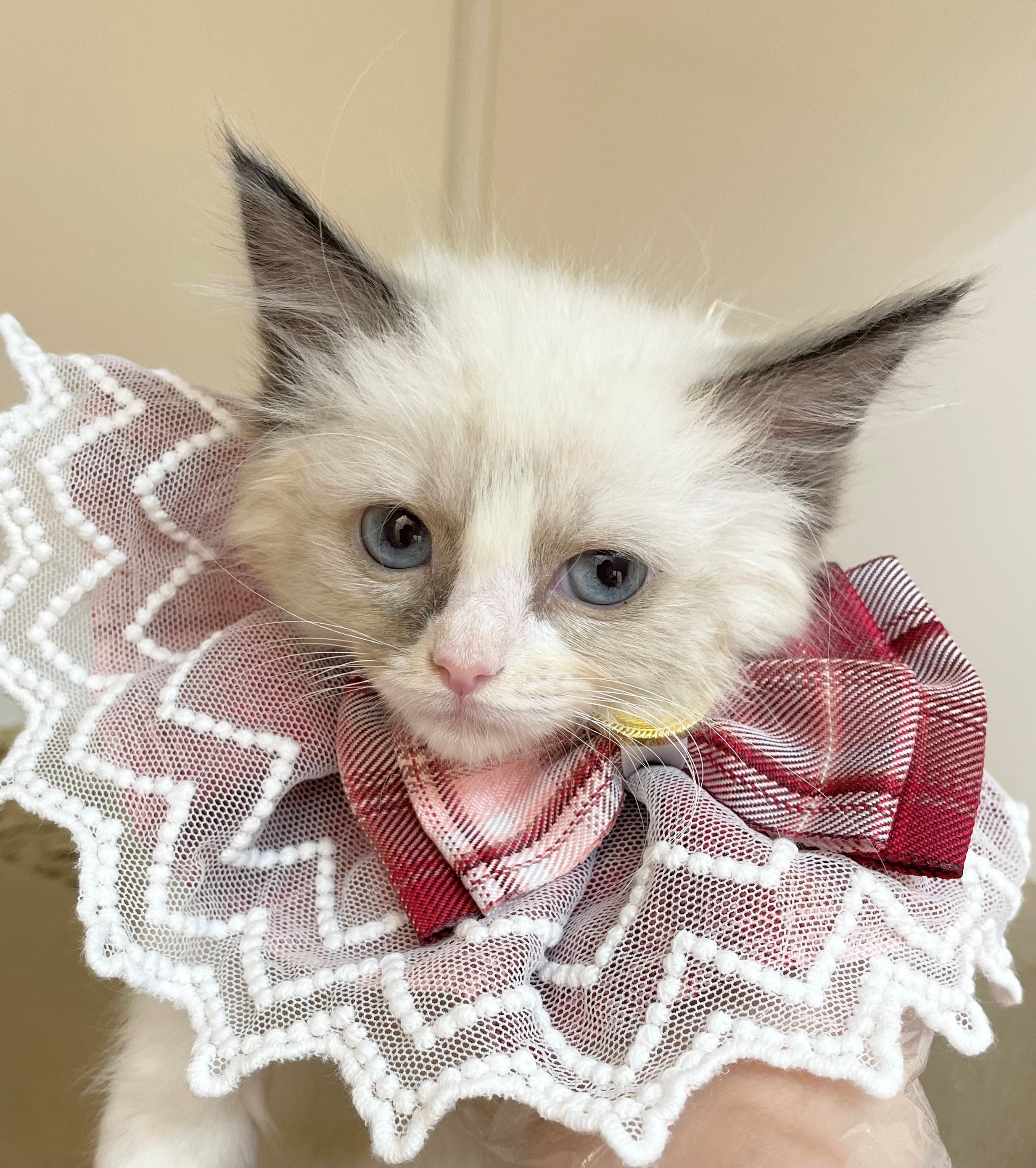 岐阜県のラグドール (ペッツワン可児店/2025年10月8日生まれ/女の子/シールポイントバイカラー)の子猫