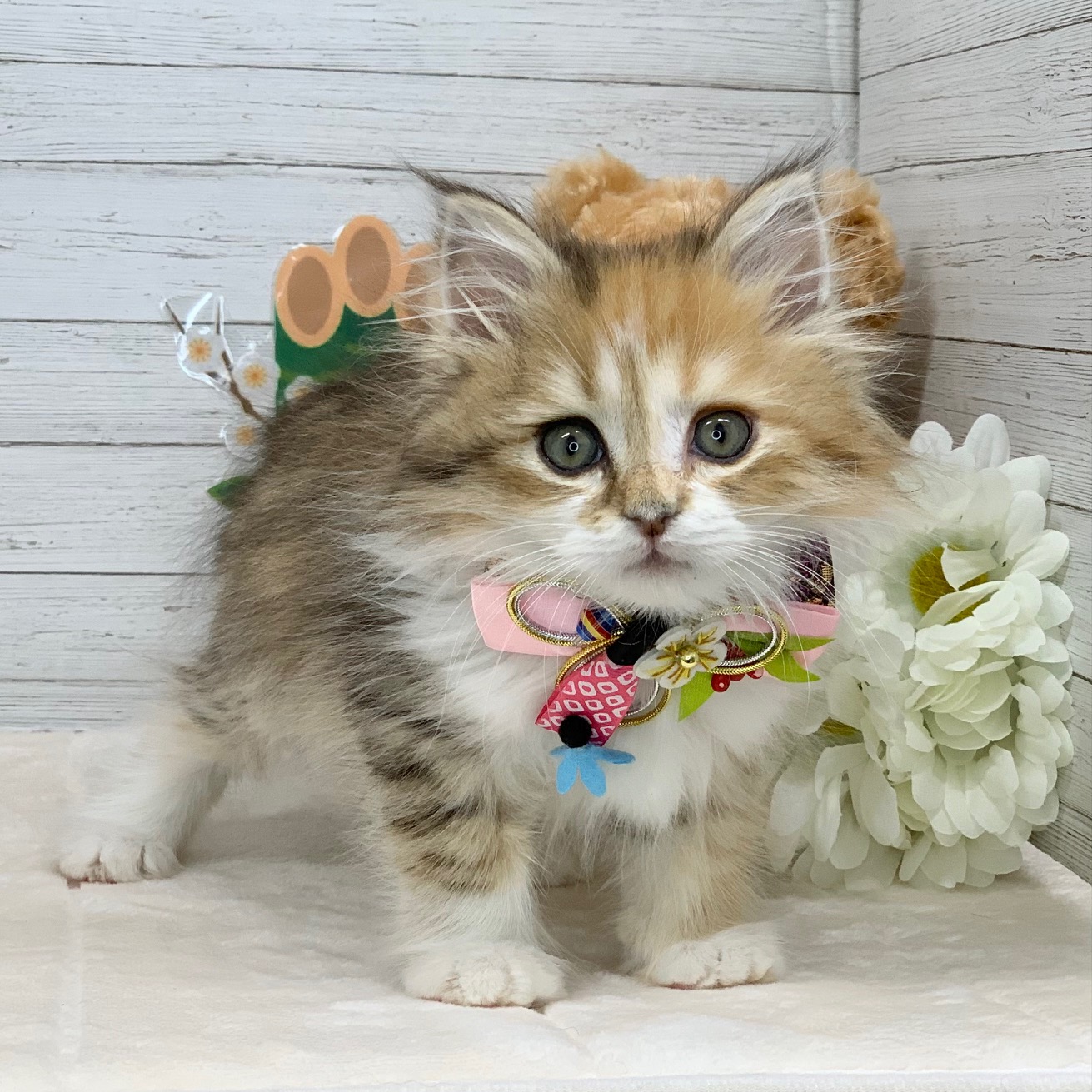 兵庫県のサイベリアン (ペッツワン神戸ひよどり台店/2025年10月28日生まれ/女の子/ブラウンパッチドタビーホワイト)の子猫の3枚目の画像