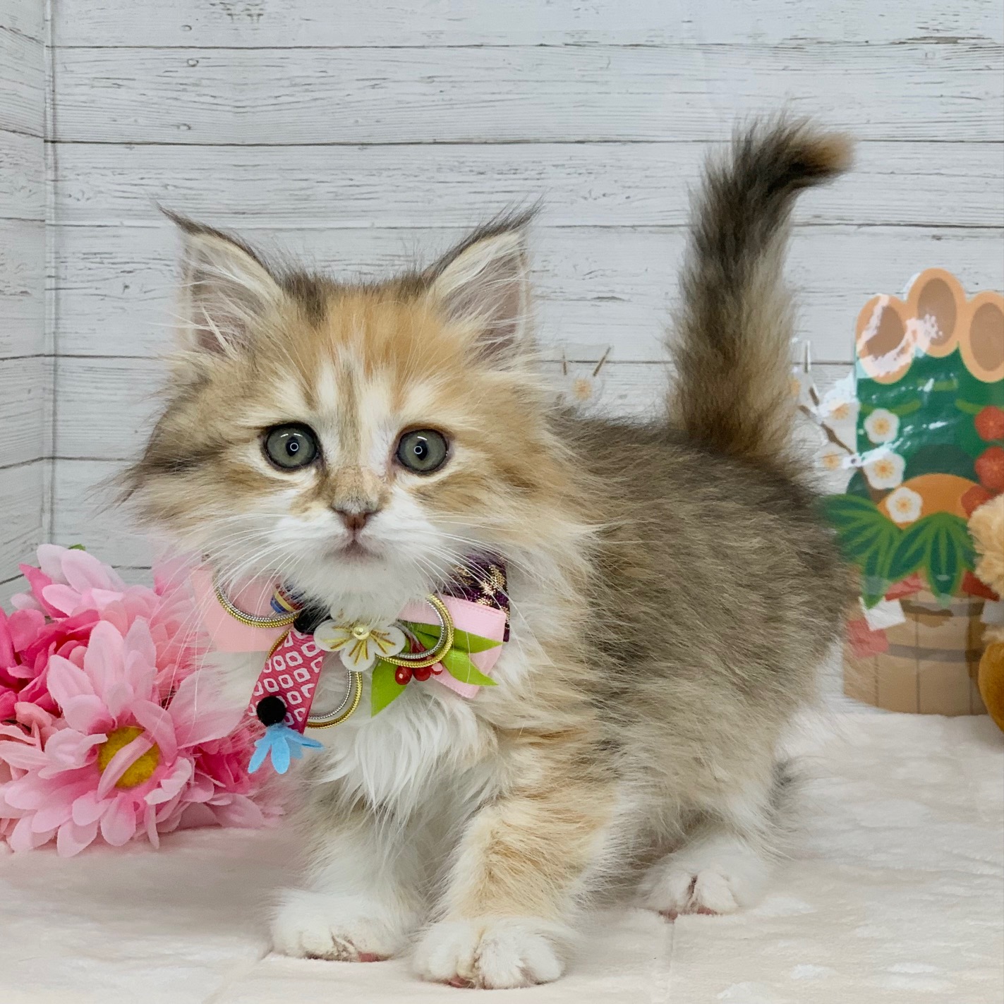 兵庫県のサイベリアン (ペッツワン神戸ひよどり台店/2025年10月28日生まれ/女の子/ブラウンパッチドタビーホワイト)の子猫の2枚目の画像