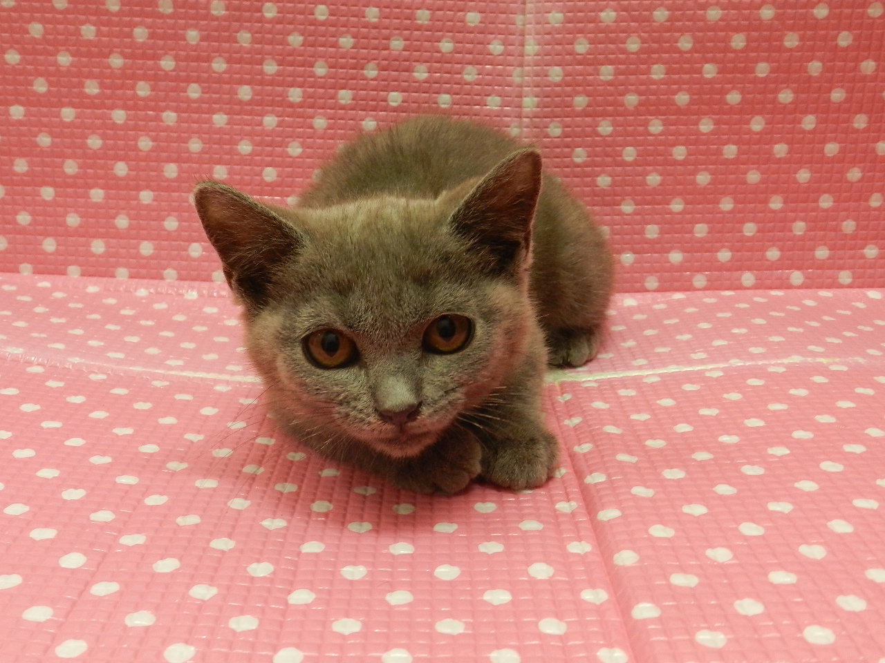 静岡県のブリティッシュショートヘアー (ペッツワン御殿場店/2025年10月25日生まれ/女の子/ブルー)の子猫