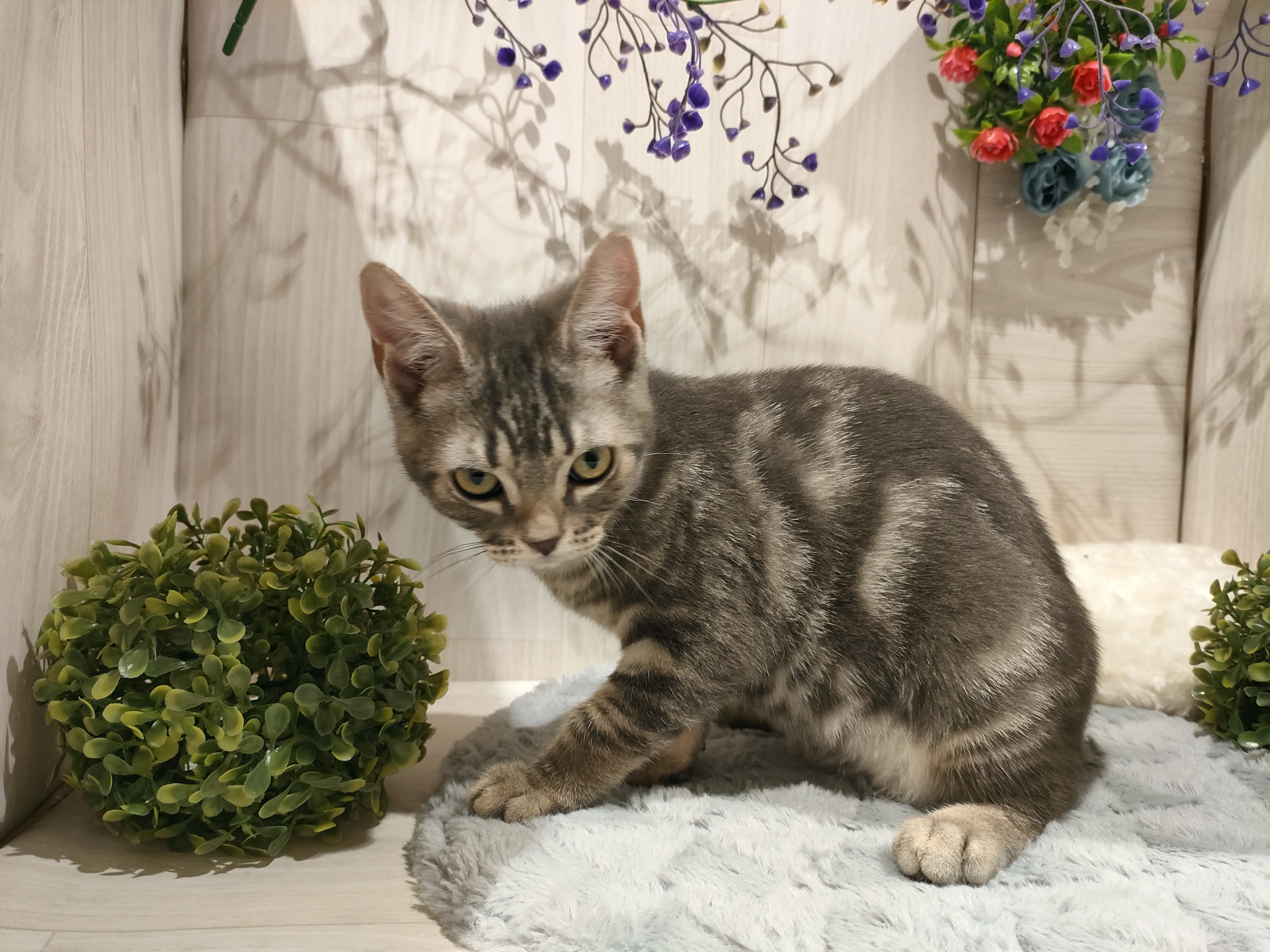 埼玉県のアメリカンショートヘアー (ペッツワン東松山高坂店/2025年8月28日生まれ/女の子/ブルータビー)の子猫