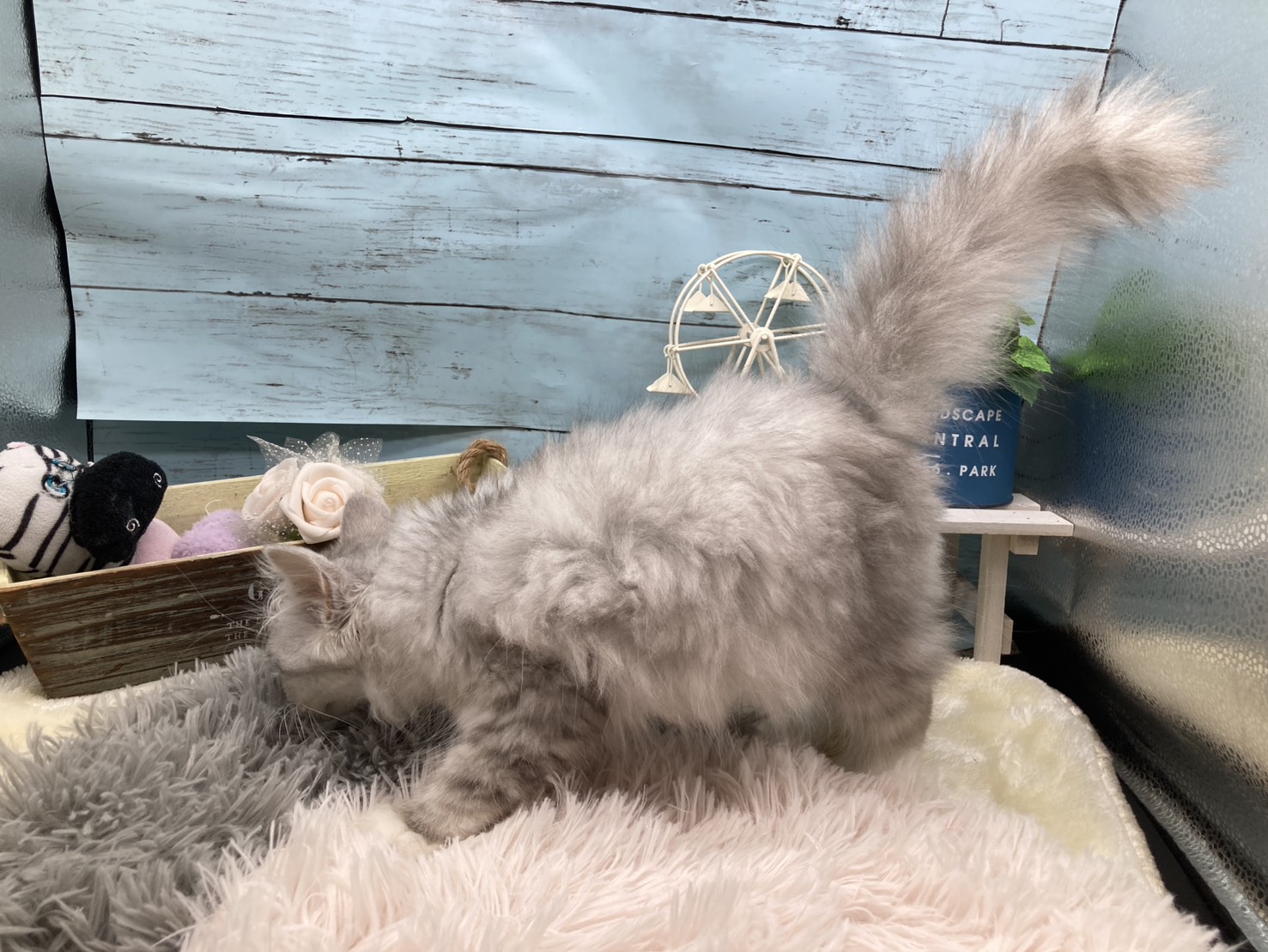 静岡県のラガマフィン (ペッツワン藤枝店/2025年9月10日生まれ/女の子/シルバータビー)の子猫の3枚目の画像