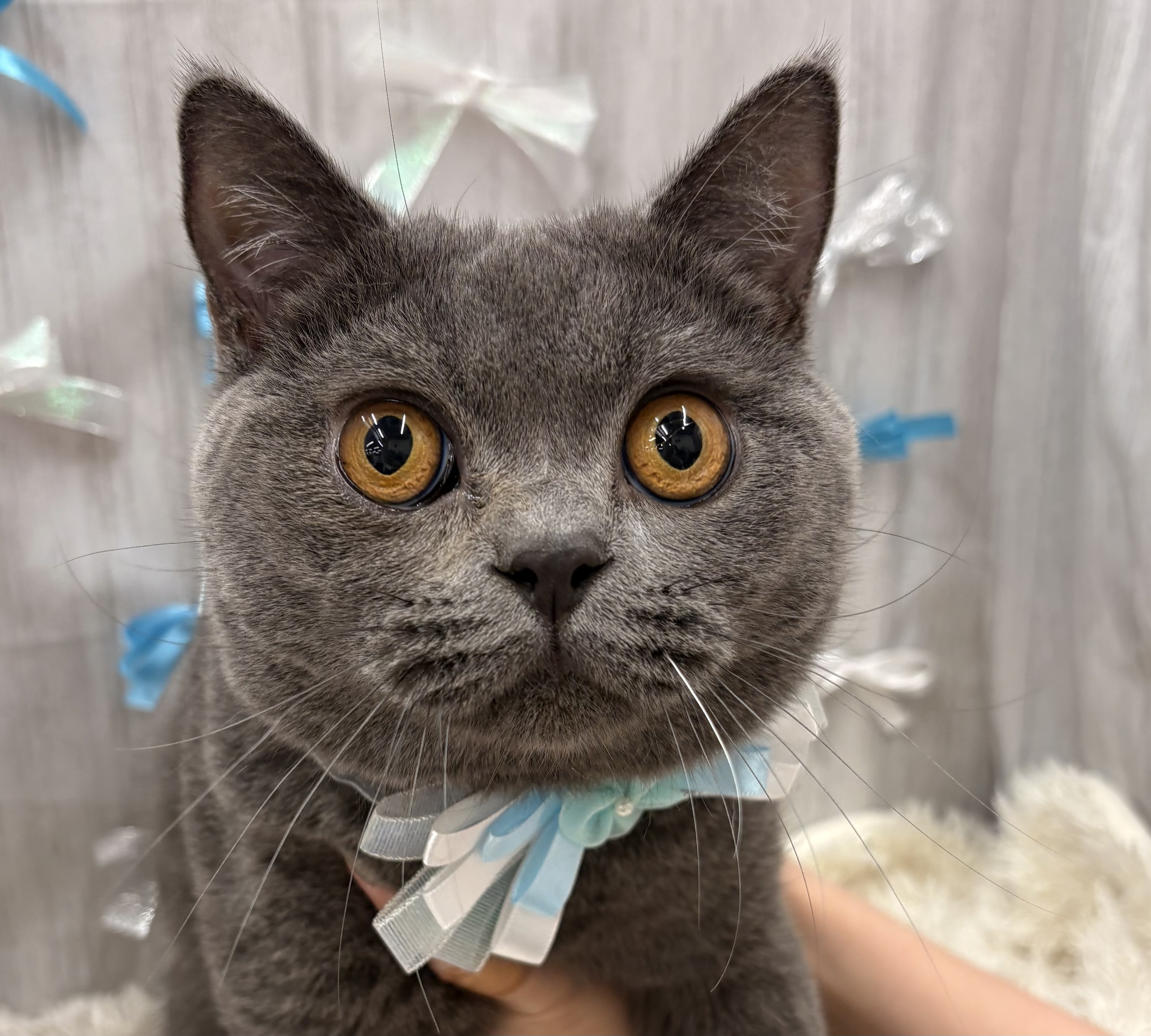 千葉県のブリティッシュショートヘアー (ペッツワン佐倉店/2025年4月22日生まれ/男の子/ブルー)の子猫