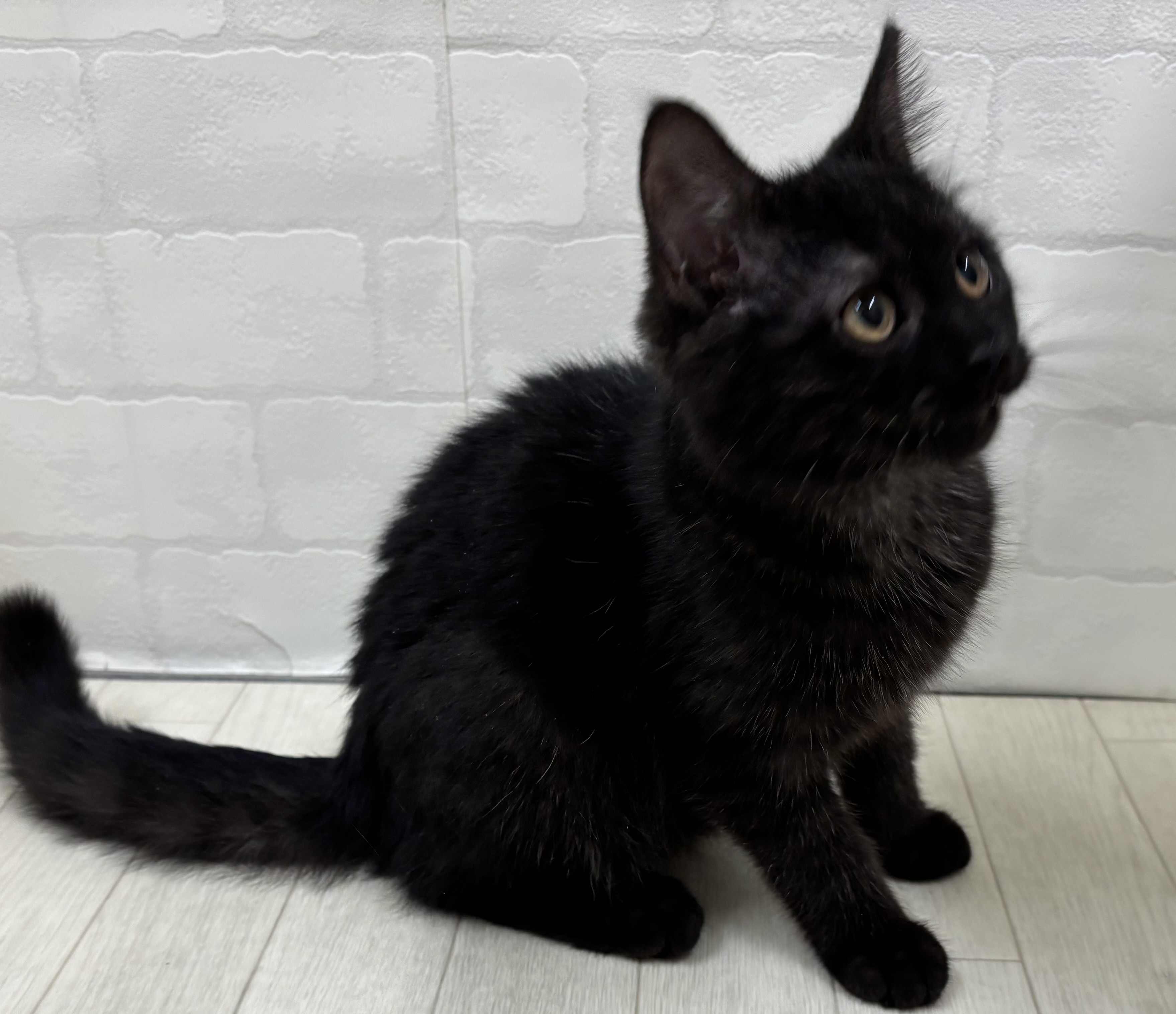 埼玉県のマンチカン (ペッツワン大利根店/2025年8月21日生まれ/男の子/ブラックスモーク)の子猫の3枚目の画像