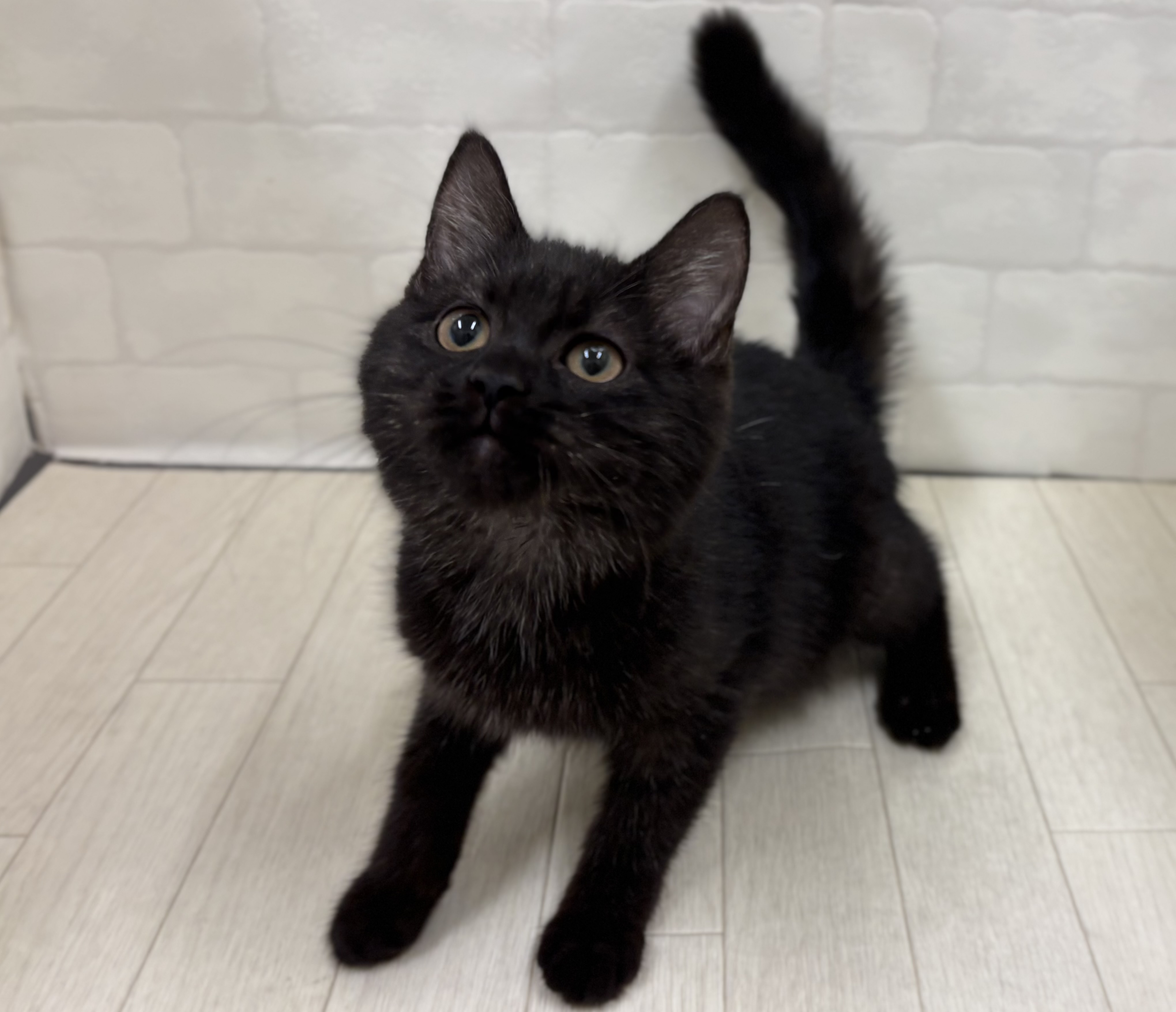 埼玉県のマンチカン (ペッツワン大利根店/2025年8月21日生まれ/男の子/ブラックスモーク)の子猫の2枚目の画像