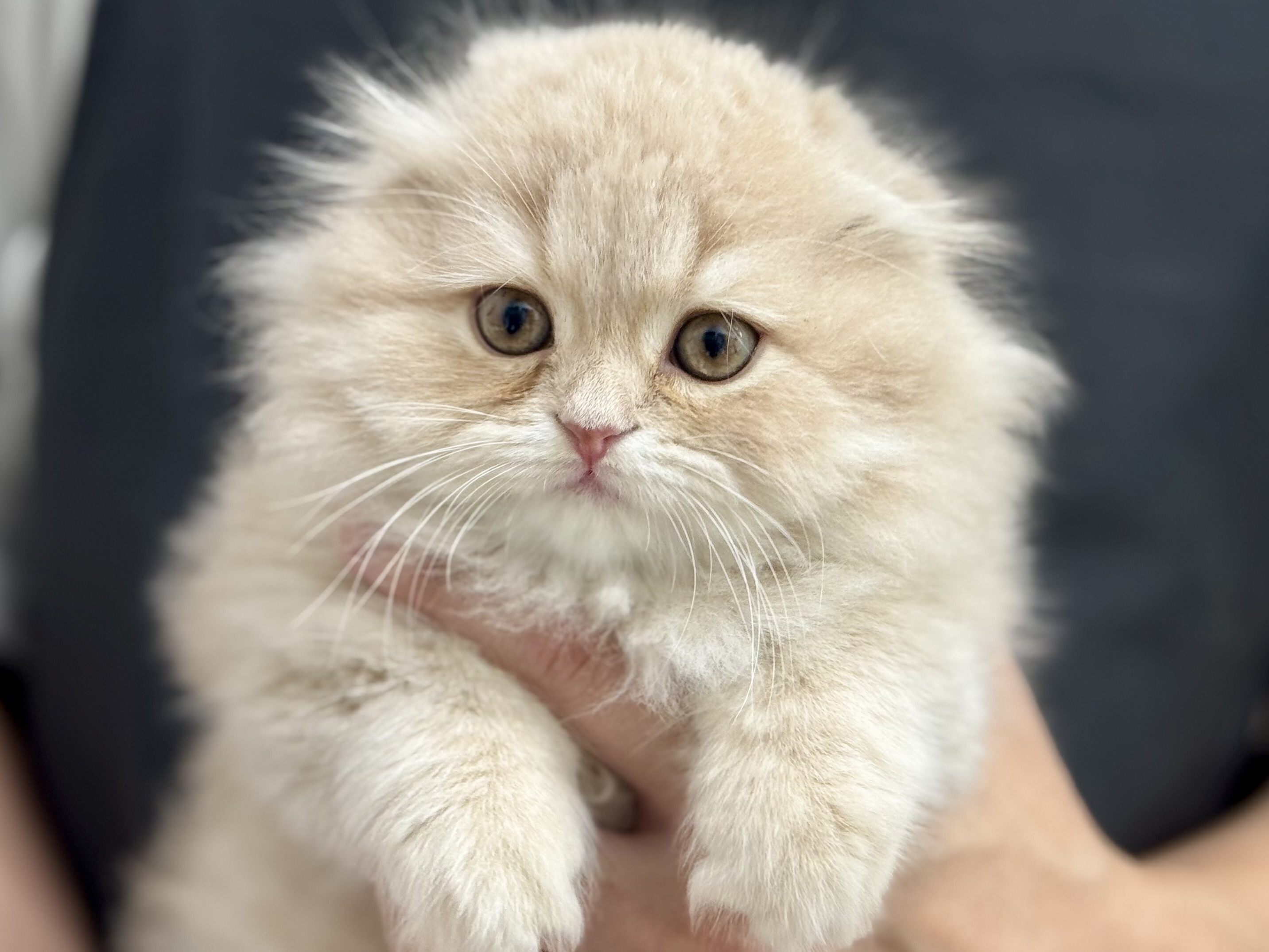 愛知県のスコティッシュフォールド (ペッツワン名古屋堀田店/2025年10月29日生まれ/女の子/クリームタビー)の子猫