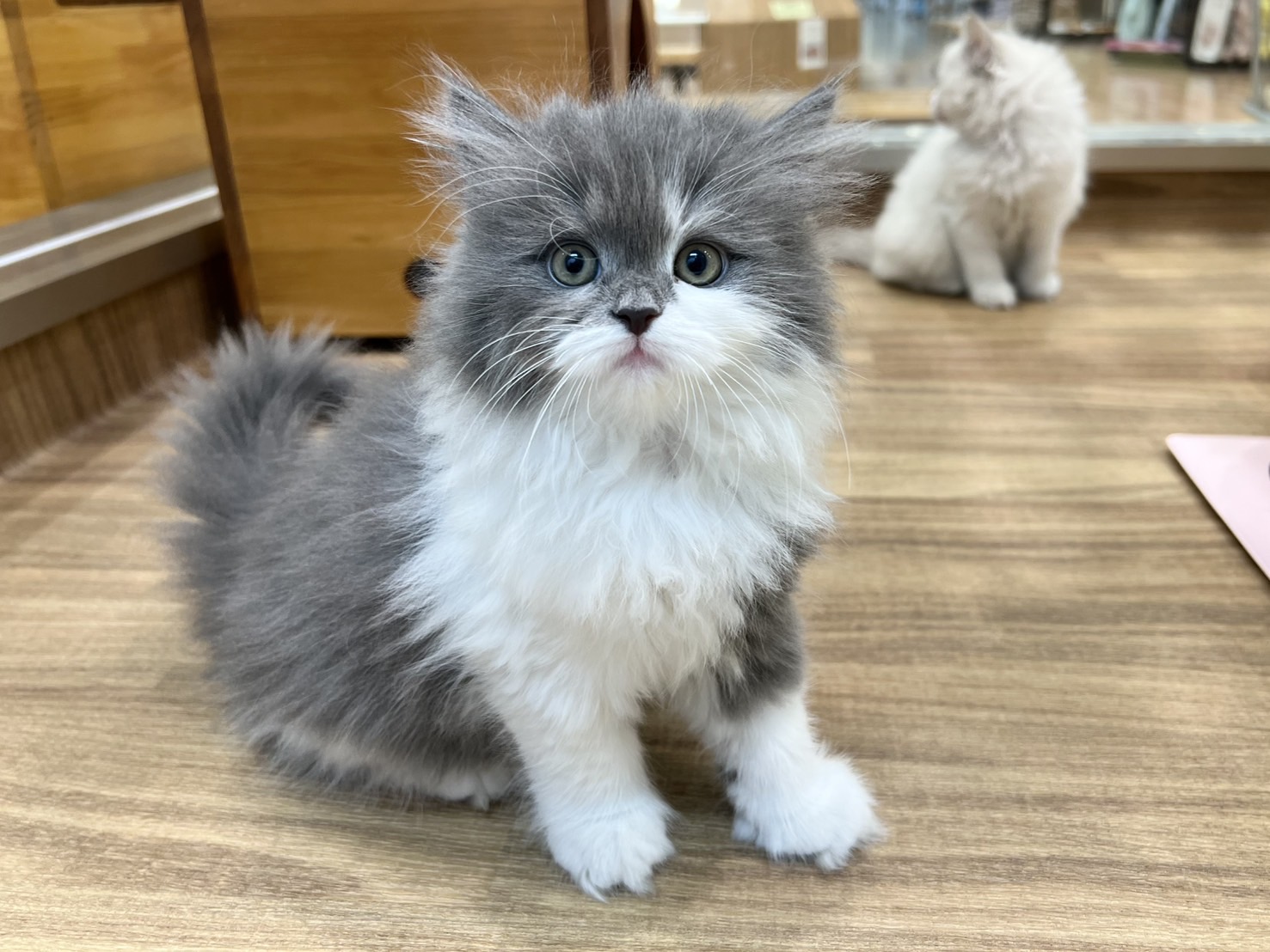 愛知県のサイベリアン (ペッツワン名古屋堀田店/2025年10月24日生まれ/女の子/ブルータビーホワイト)の子猫の2枚目の画像