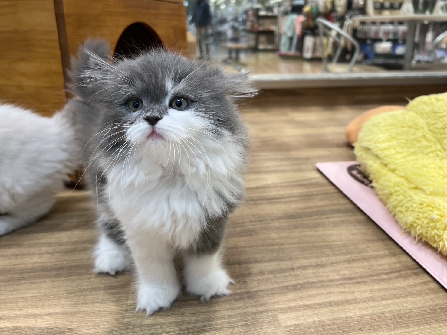愛知県のサイベリアン (ペッツワン名古屋堀田店/2025年10月24日生まれ/女の子/ブルータビーホワイト)の子猫の3枚目の画像