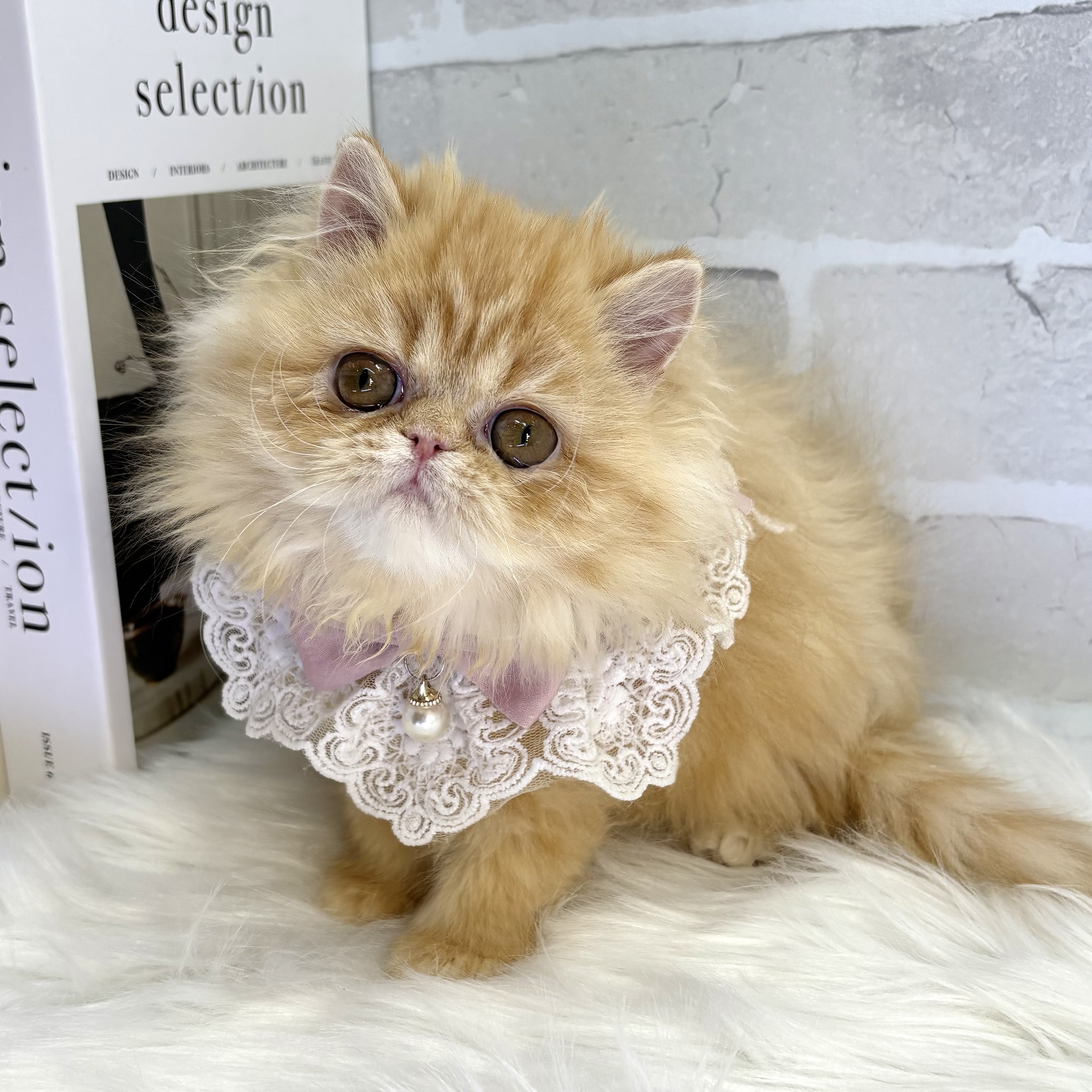 大阪府のペルシャ (ペッツワン高槻店/2025年10月11日生まれ/女の子/レッドタビー)の子猫の2枚目の画像