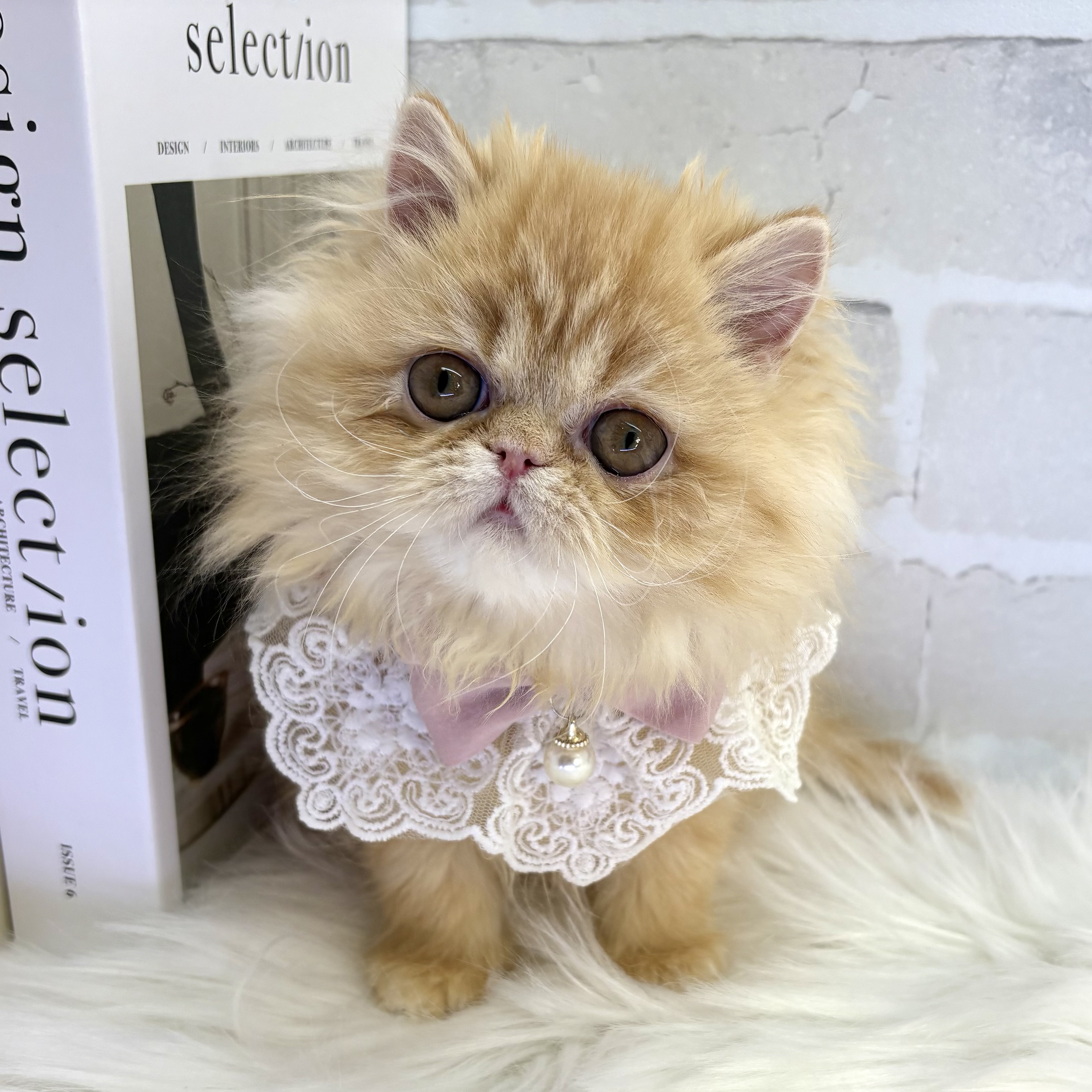 大阪府のペルシャ (ペッツワン高槻店/2025年10月11日生まれ/女の子/レッドタビー)の子猫の1枚目の画像