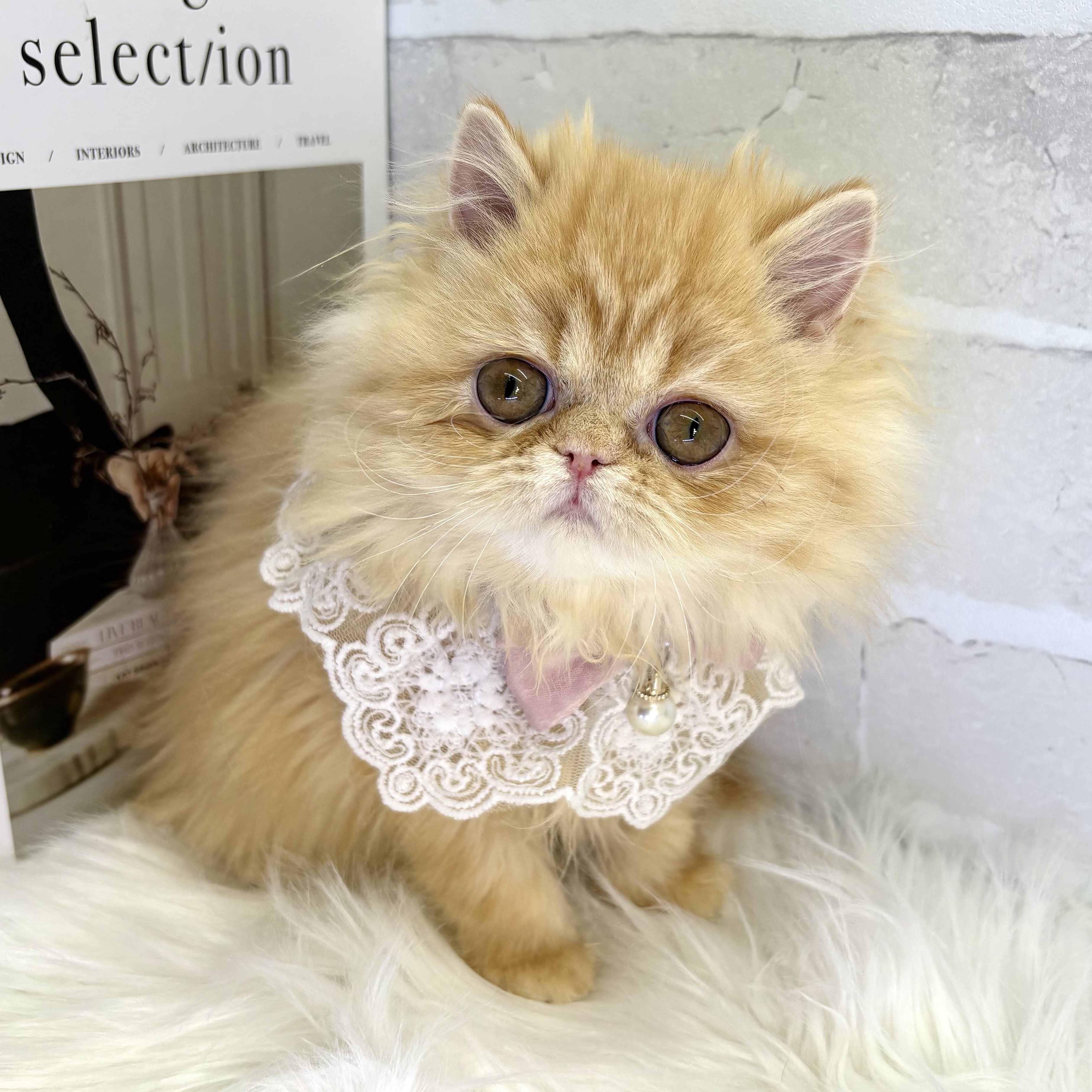 大阪府のペルシャ (ペッツワン高槻店/2025年10月11日生まれ/女の子/レッドタビー)の子猫の3枚目の画像