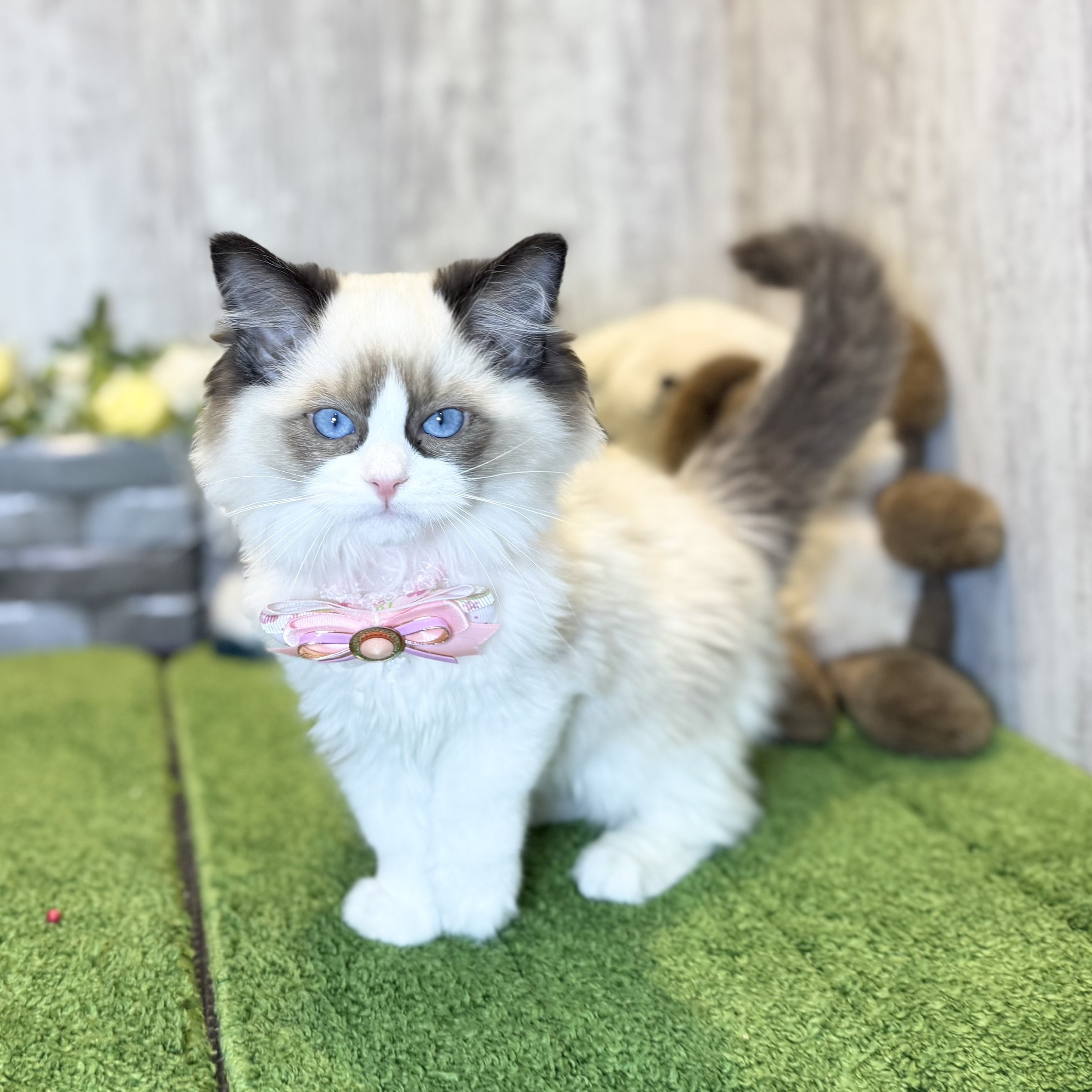 兵庫県のラグドール (ペッツワン姫路大津店/2025年9月23日生まれ/女の子/シールポイントバイカラー)の子猫の1枚目の画像