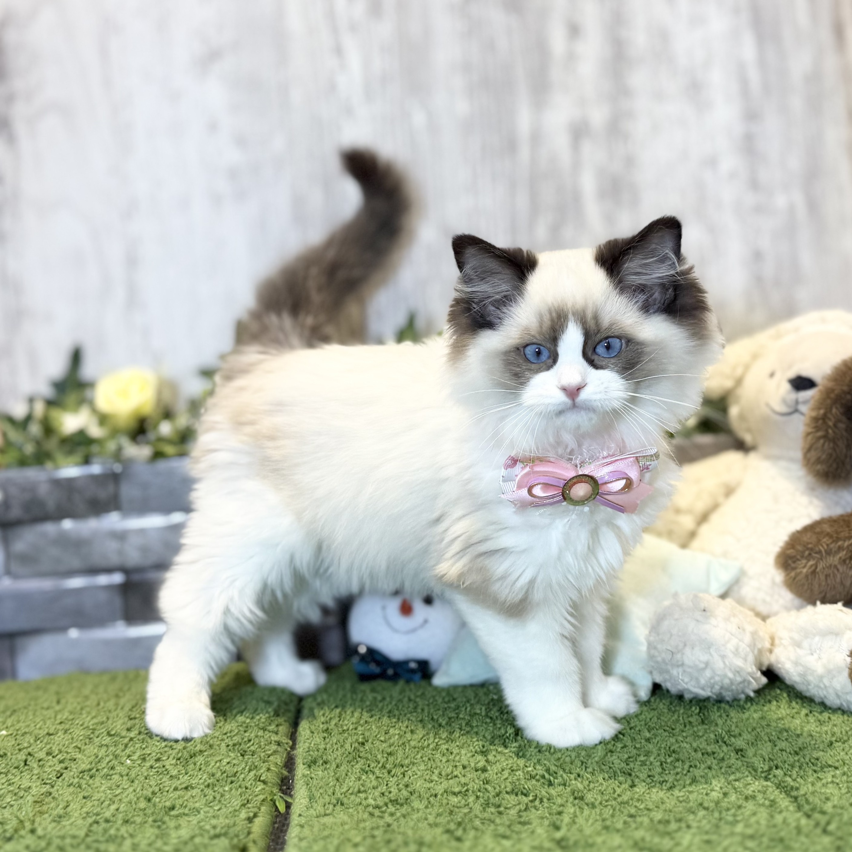 兵庫県のラグドール (ペッツワン姫路大津店/2025年9月23日生まれ/女の子/シールポイントバイカラー)の子猫の2枚目の画像