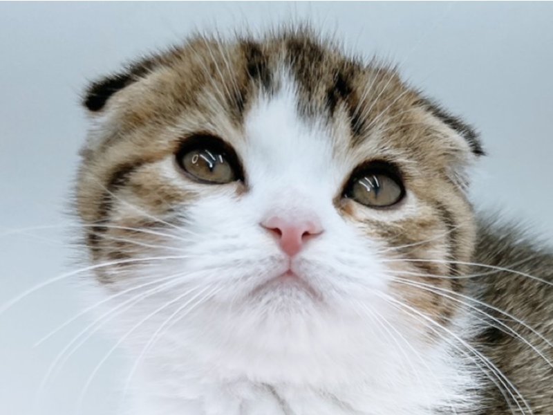 愛知県のスコティッシュフォールド (ペッツワン小牧店/2025年10月26日生まれ/男の子/ブラウン)の子猫