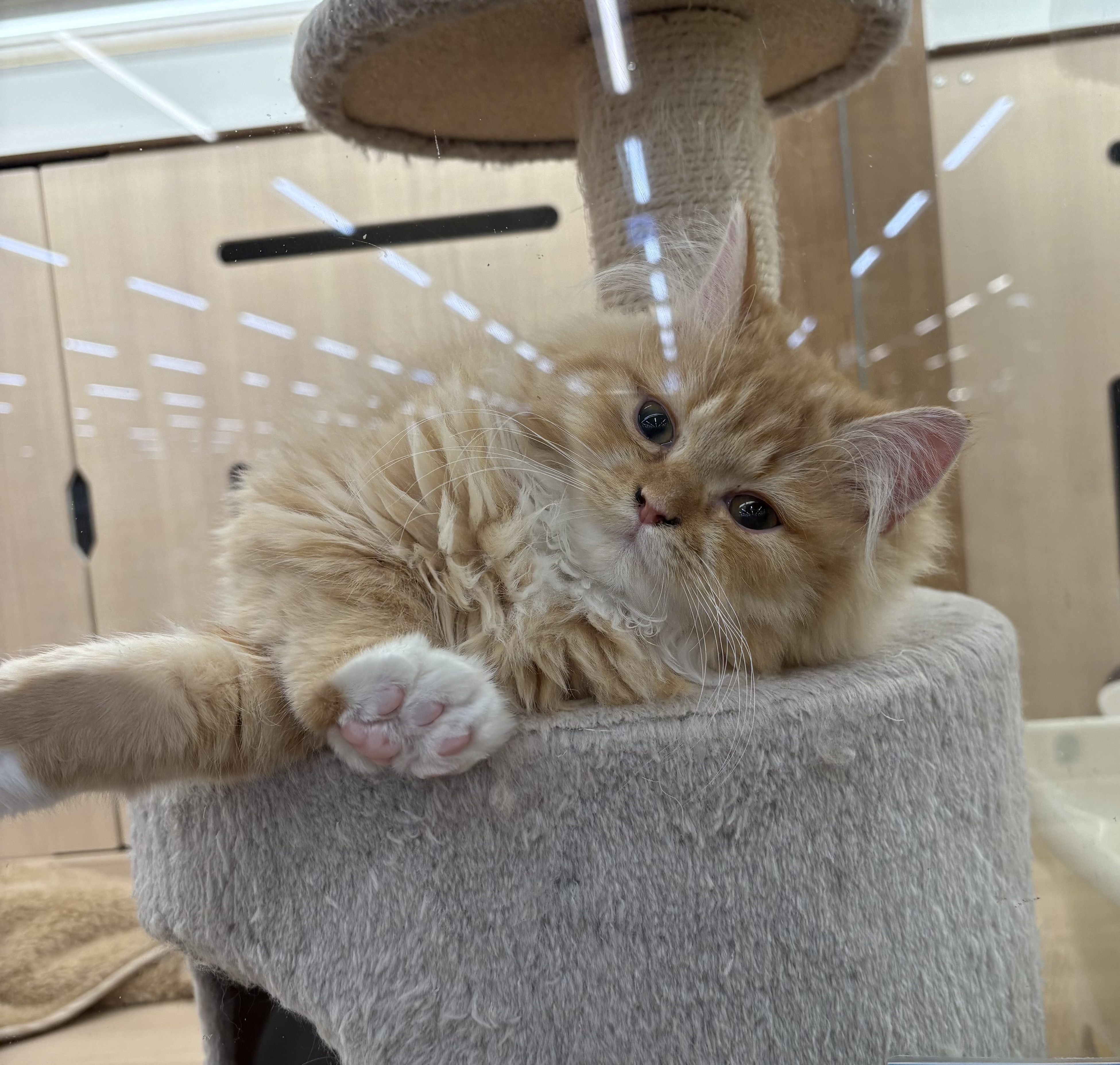 千葉県のミヌエット (ペッツワン佐倉店/2025年9月6日生まれ/男の子/レッドタビーホワイト)の子猫