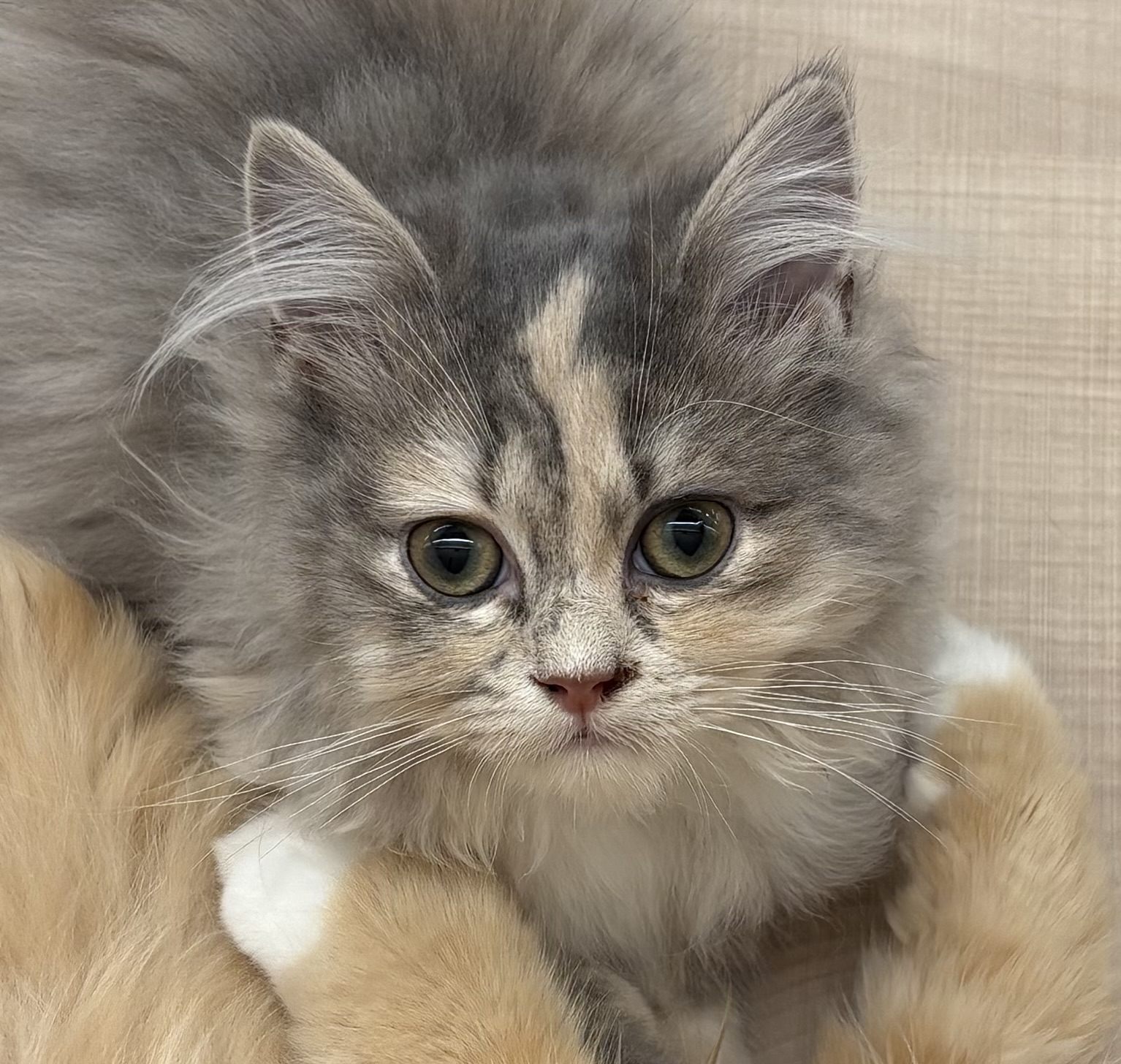 千葉県のミヌエット (ペッツワン佐倉店/2025年9月6日生まれ/女の子/シルバーパッチドタビーホワイト)の子猫