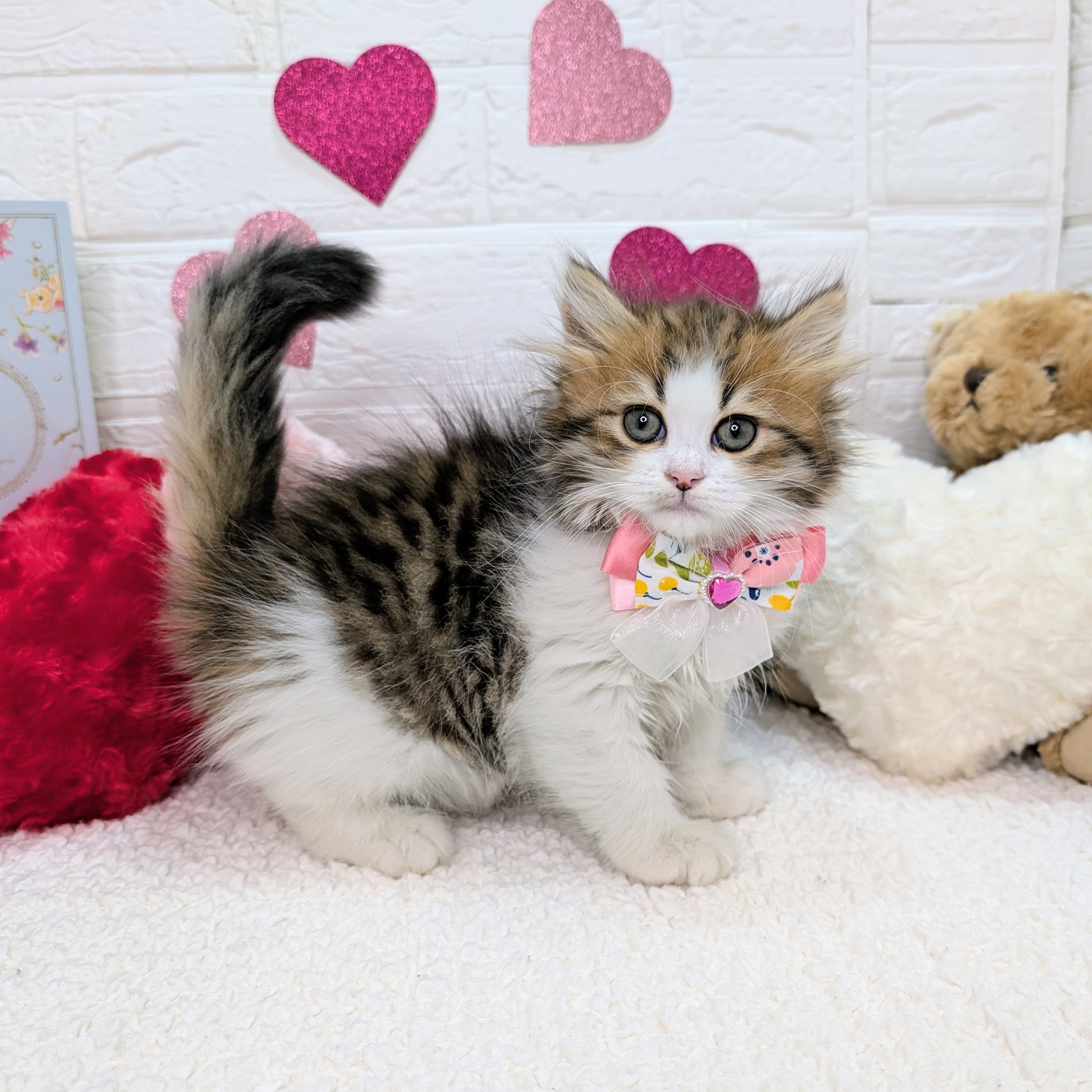 大阪府のサイベリアン (ペッツワン東大阪店/2025年11月7日生まれ/女の子/ブラウンパッチドタビーホワイト)の子猫の1枚目の画像