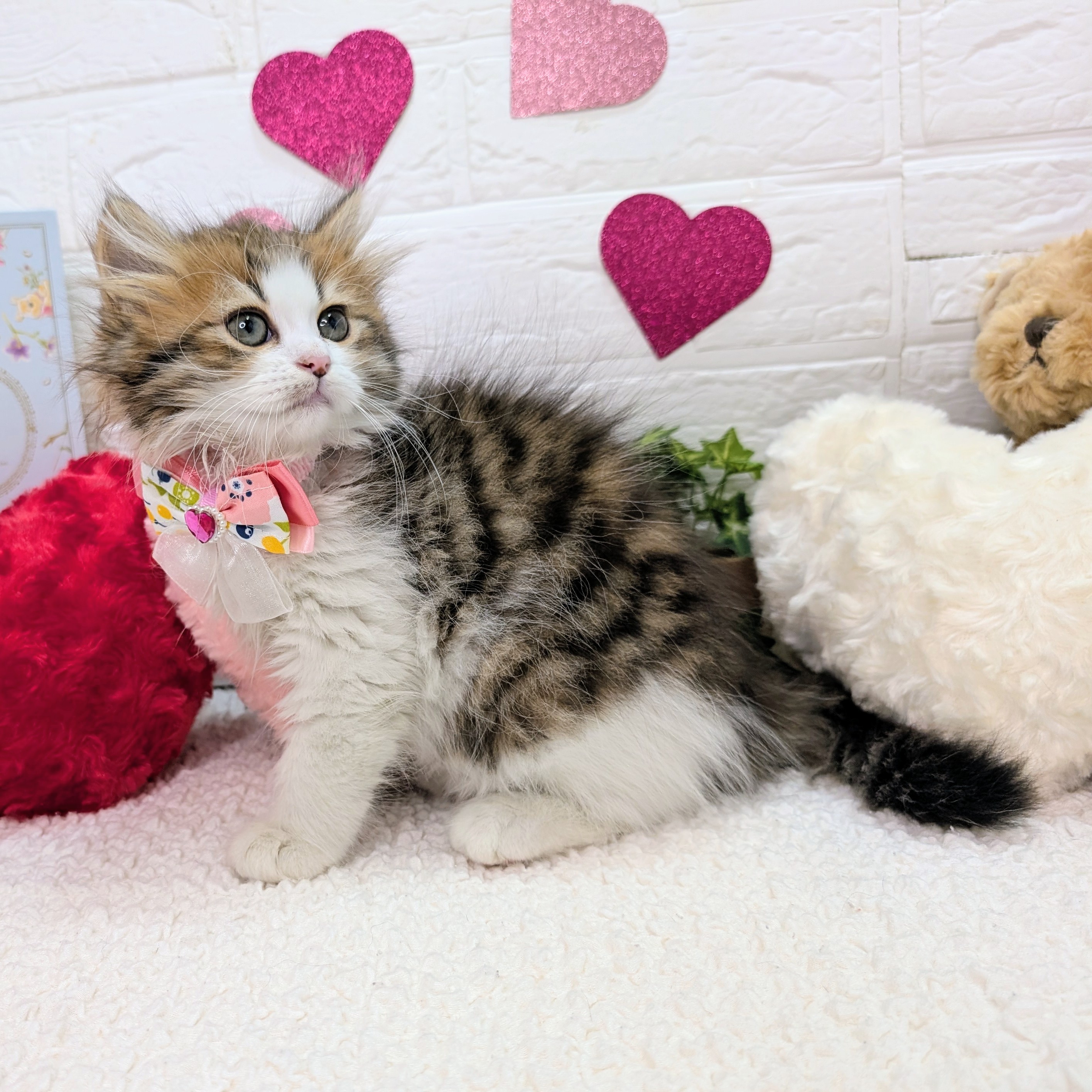 大阪府のサイベリアン (ペッツワン東大阪店/2025年11月7日生まれ/女の子/ブラウンパッチドタビーホワイト)の子猫の2枚目の画像