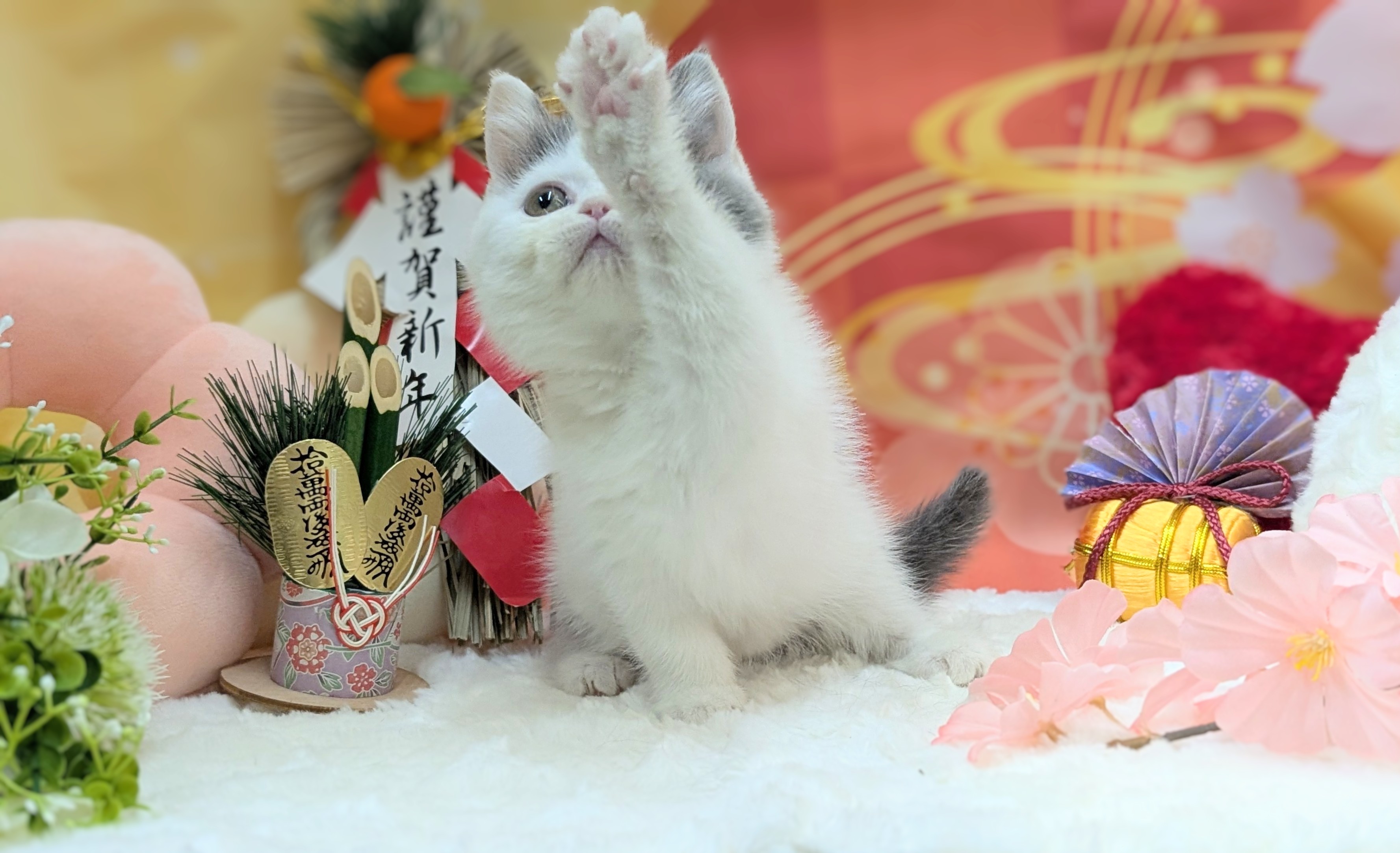 兵庫県のブリティッシュショートヘアー (ペッツワン神戸西神南店/2025年10月11日生まれ/女の子/ブルーホワイト)の子猫の3枚目の画像