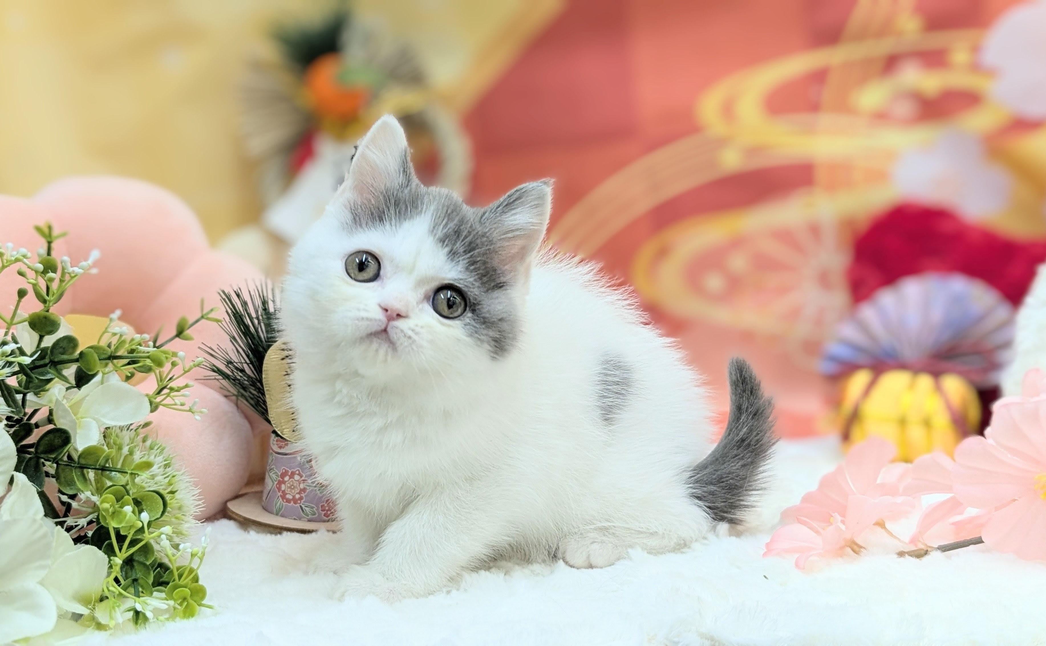 兵庫県のブリティッシュショートヘアー (ペッツワン神戸西神南店/2025年10月11日生まれ/女の子/ブルーホワイト)の子猫の1枚目の画像