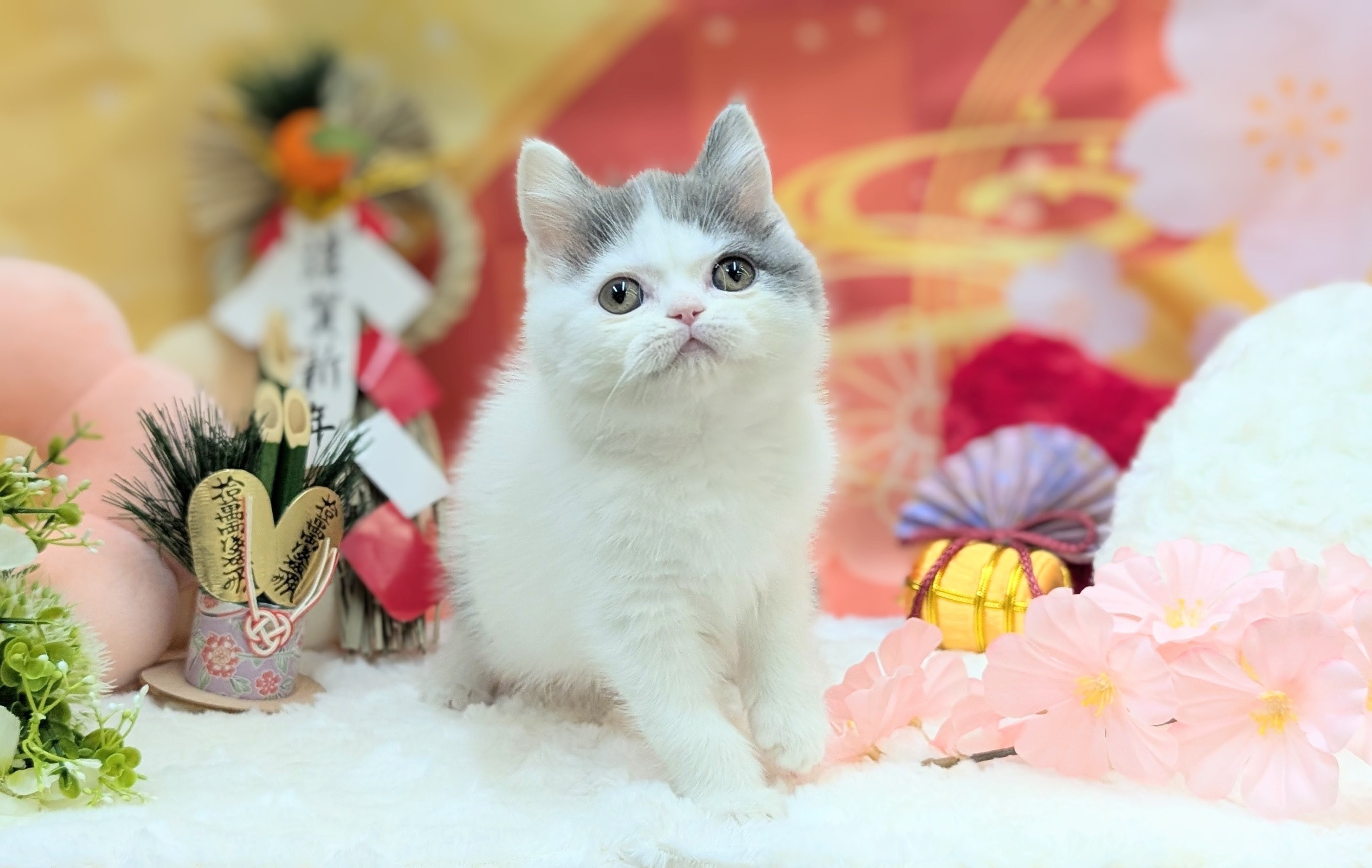 兵庫県のブリティッシュショートヘアー (ペッツワン神戸西神南店/2025年10月11日生まれ/女の子/ブルーホワイト)の子猫の2枚目の画像