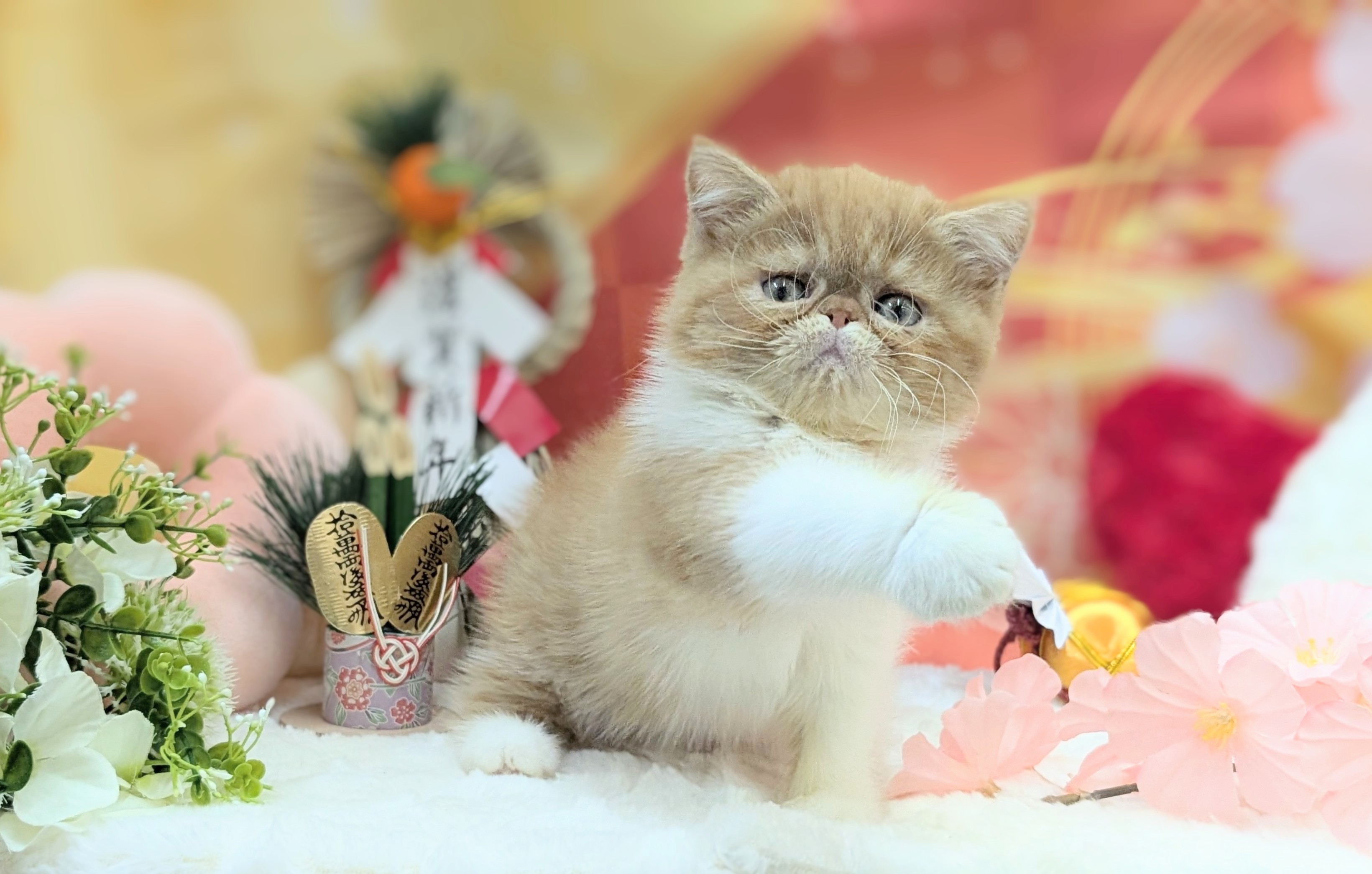 兵庫県のエキゾチック (ペッツワン神戸西神南店/2025年11月5日生まれ/女の子/レッドタビーホワイト)の子猫の2枚目の画像