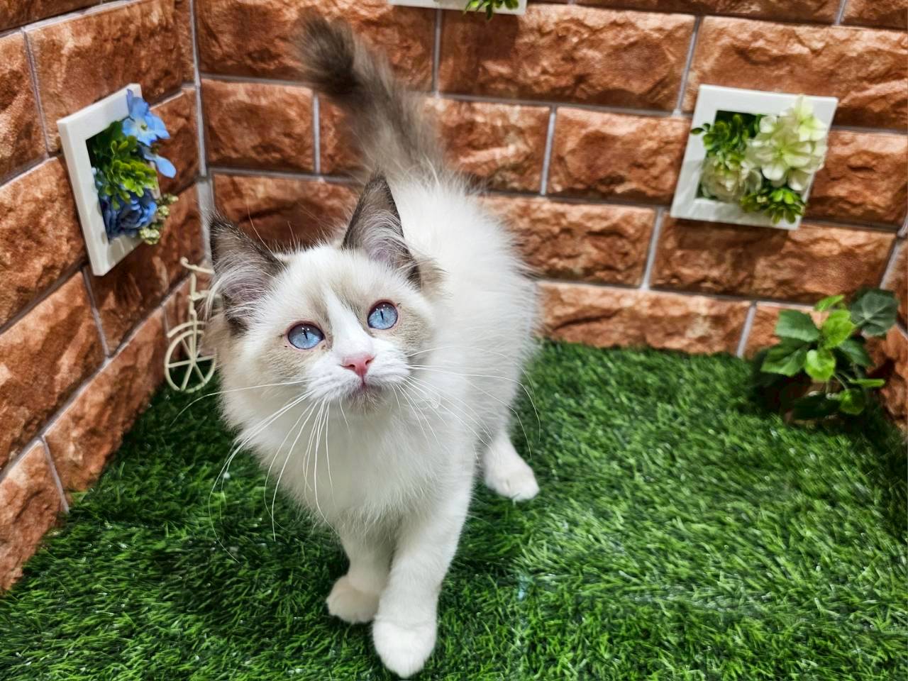 栃木県のラグドール (ペッツワン今市店/2025年9月13日生まれ/女の子/シールポイントバイカラー)の子猫