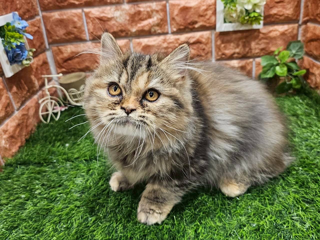 栃木県のミヌエット (ペッツワン今市店/2025年8月30日生まれ/女の子/プラウンパッチドタビー)の子猫