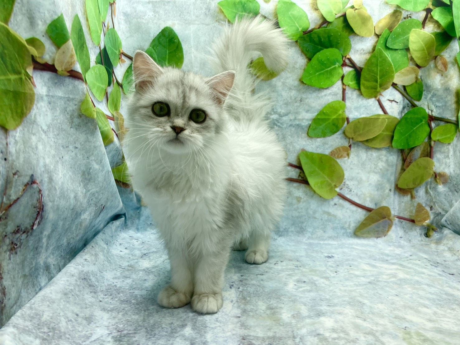 埼玉県のラガマフィン (ペッツワン北本店/2025年9月10日生まれ/女の子/シルバー)の子猫の2枚目の画像