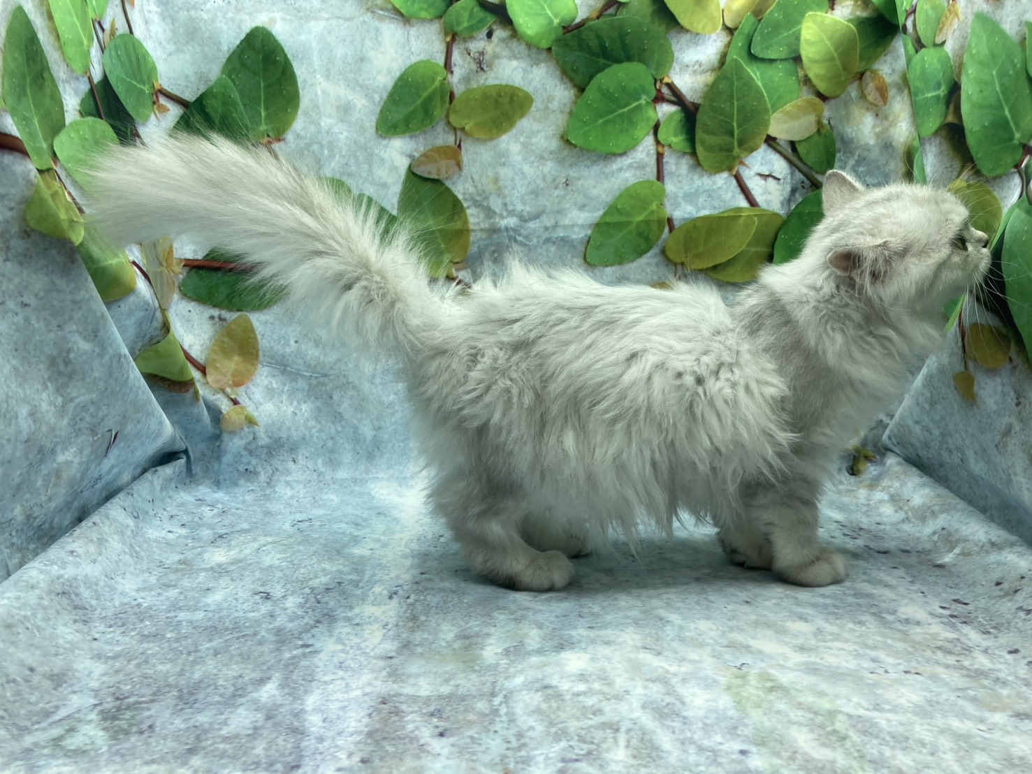 埼玉県のラガマフィン (ペッツワン北本店/2025年9月10日生まれ/女の子/シルバー)の子猫の3枚目の画像