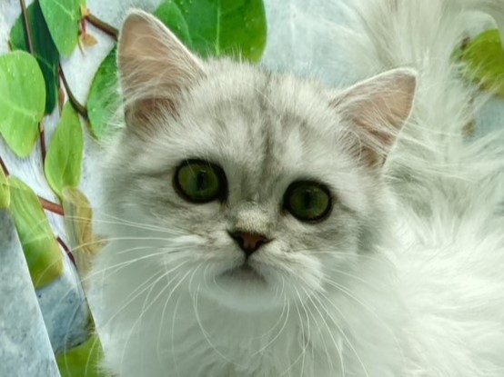 埼玉県のラガマフィン (ペッツワン北本店/2025年9月10日生まれ/女の子/シルバー)の子猫の1枚目の画像