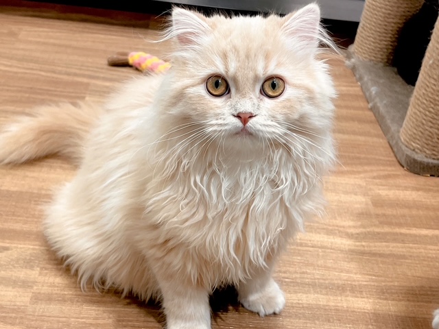 福島県のラガマフィン (ペッツワン郡山富田店/2025年8月8日生まれ/女の子/クリームタビー)の子猫