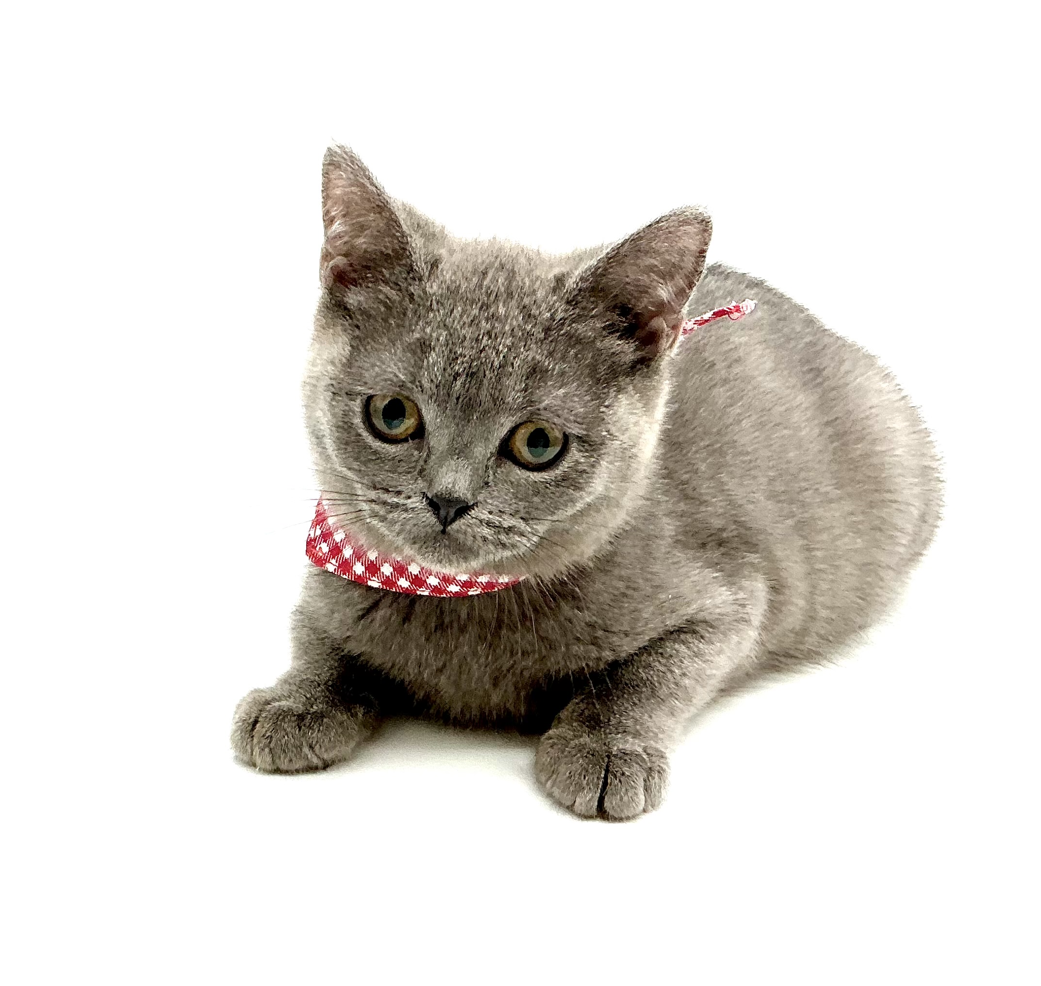 埼玉県のブリティッシュショートヘアー (ペッツワン鶴ヶ島店/2025年9月30日生まれ/女の子/ブルー)の子猫の2枚目の画像