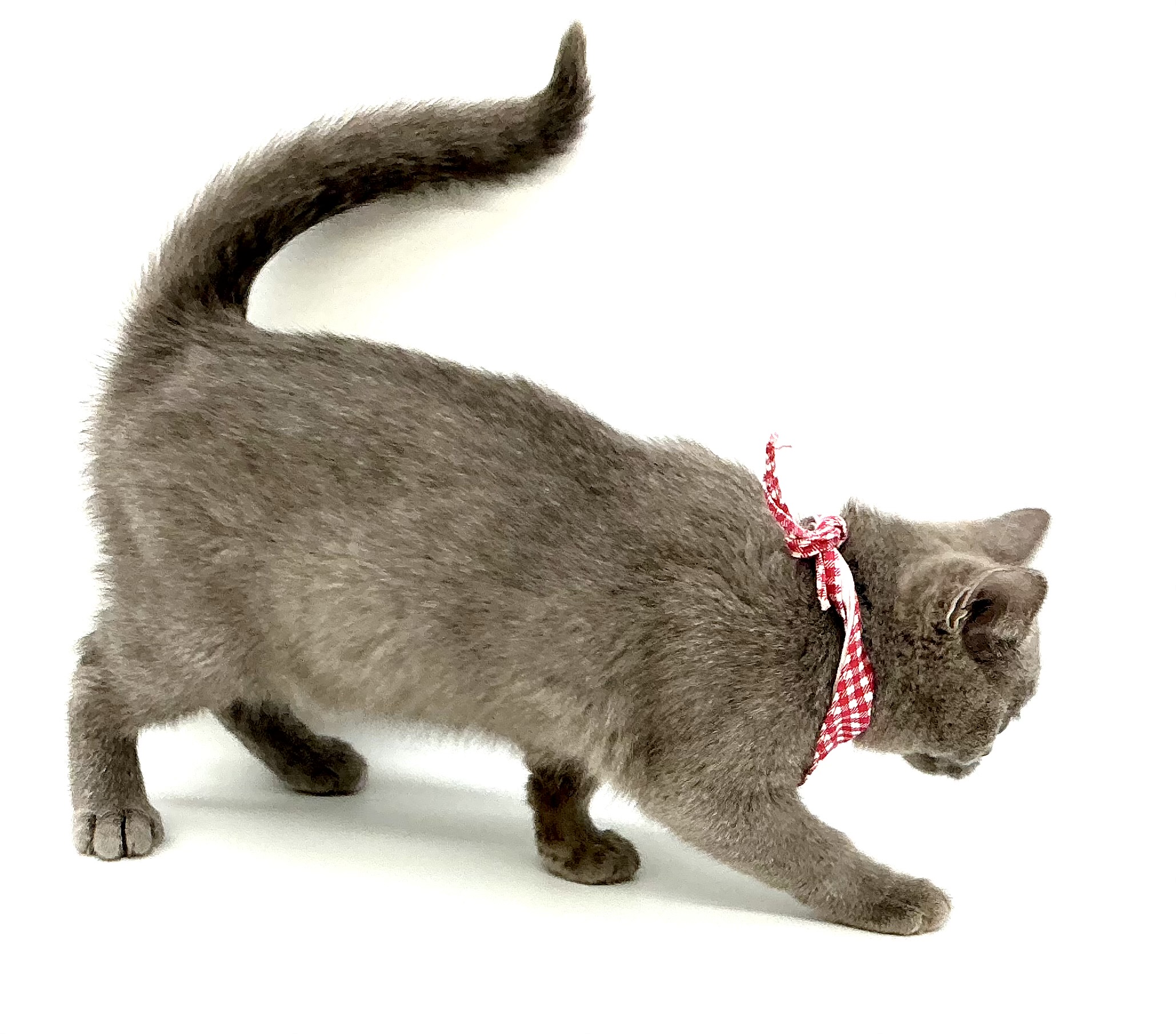 埼玉県のブリティッシュショートヘアー (ペッツワン鶴ヶ島店/2025年9月30日生まれ/女の子/ブルー)の子猫の3枚目の画像