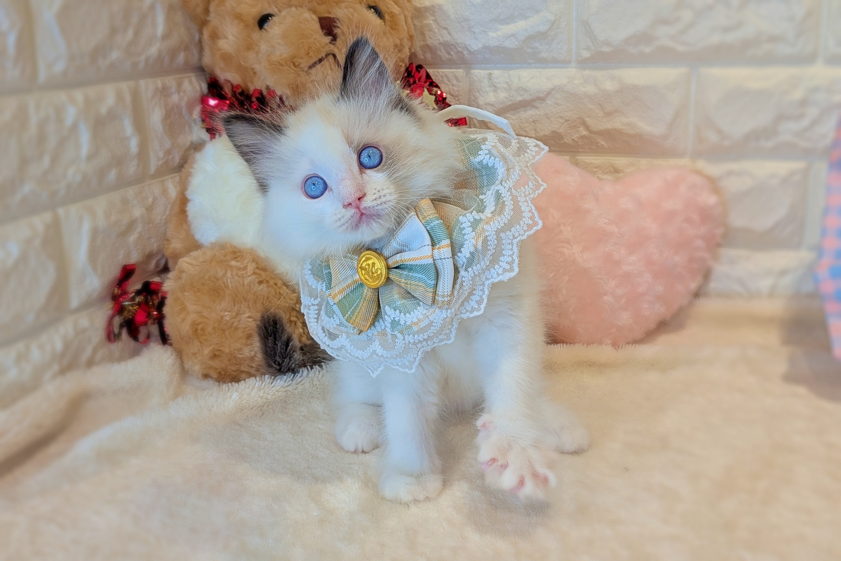 京都府のラグドール (ペッツワン亀岡店/2025年11月6日生まれ/男の子/シールポイントバイカラー)の子猫の2枚目の画像