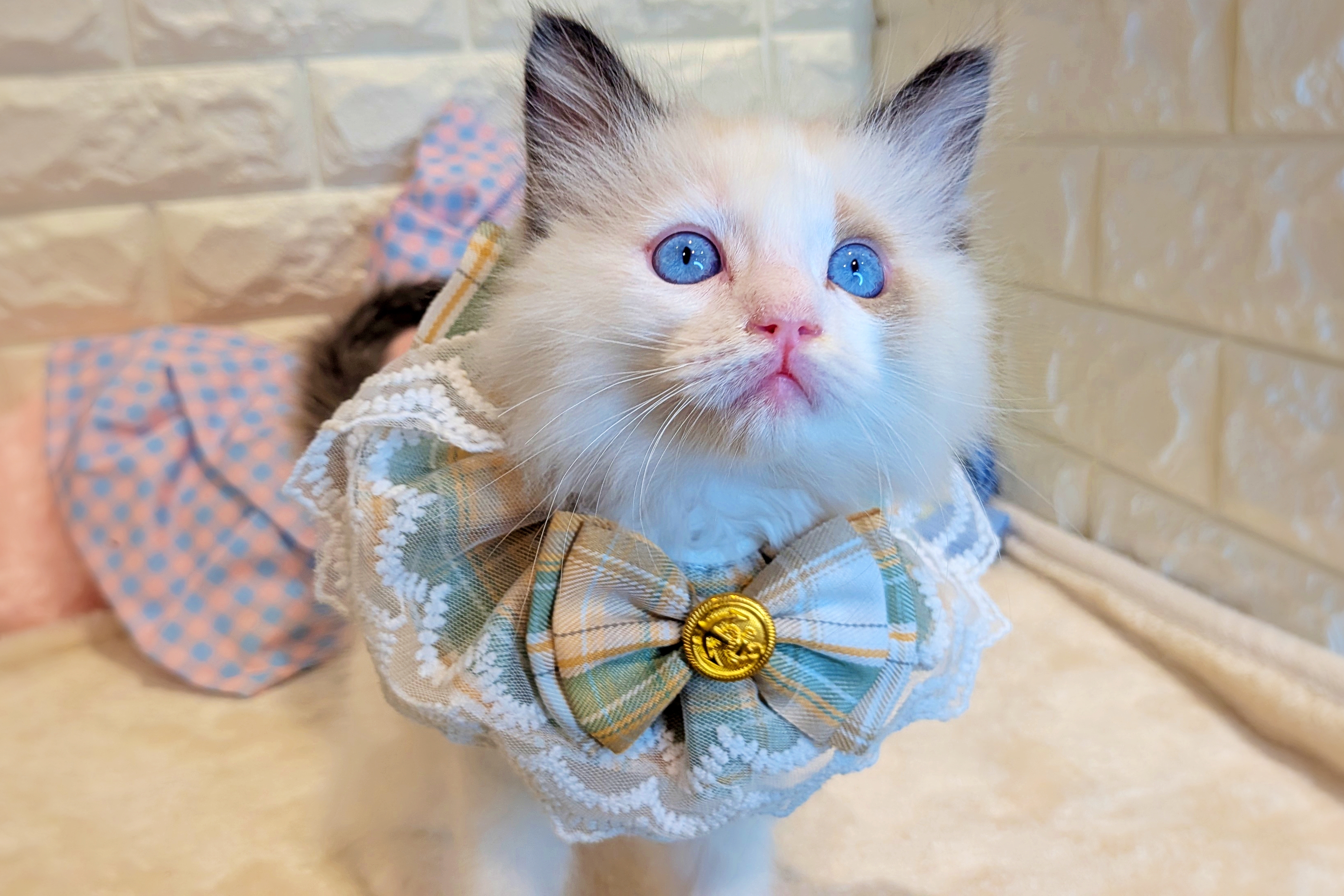 京都府のラグドール (ペッツワン亀岡店/2025年11月6日生まれ/男の子/シールポイントバイカラー)の子猫の3枚目の画像