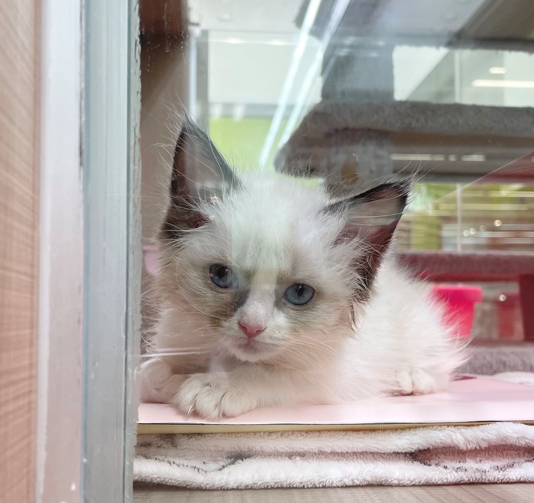 岐阜県のラグドール (ペッツワン可児店/2025年10月30日生まれ/女の子/シールポイントバイカラー)の子猫の2枚目の画像