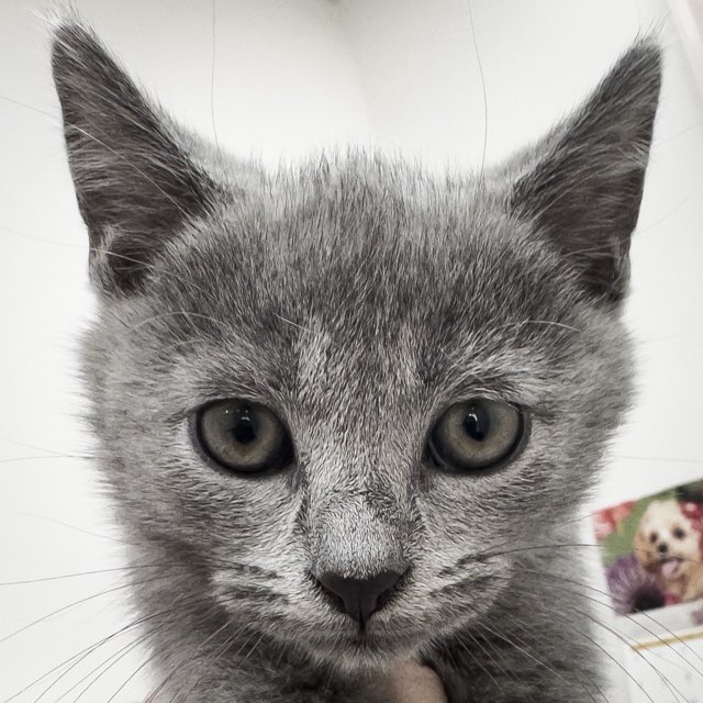 千葉県のシャルトリュー (ペッツワン八街店/2025年11月7日生まれ/男の子/ブルー)の子猫