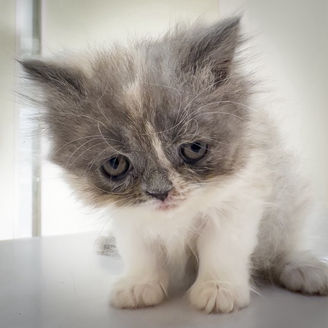 千葉県のミヌエット (ペッツワン八街店/2025年10月24日生まれ/女の子/ダイリュートキャリコ)の子猫