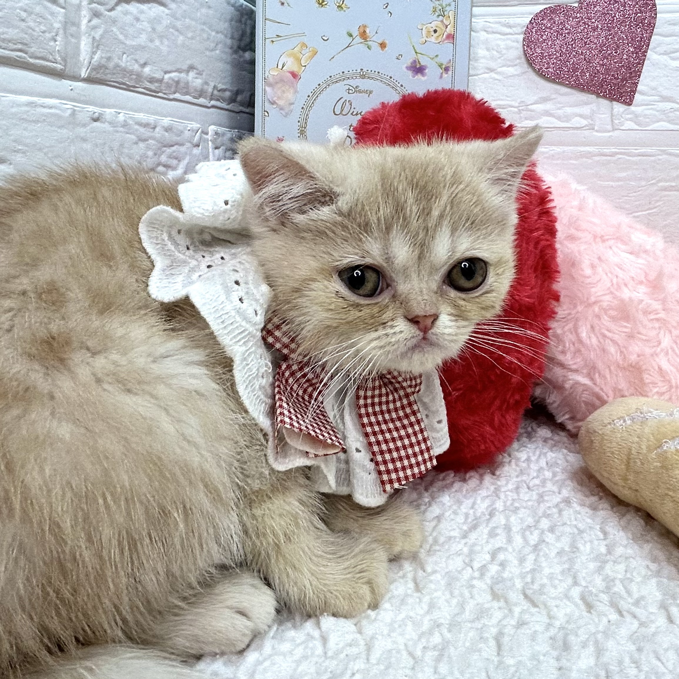 大阪府のエキゾチック (ペッツワン東大阪店/2025年11月7日生まれ/女の子/クリームタビー)の子猫の3枚目の画像