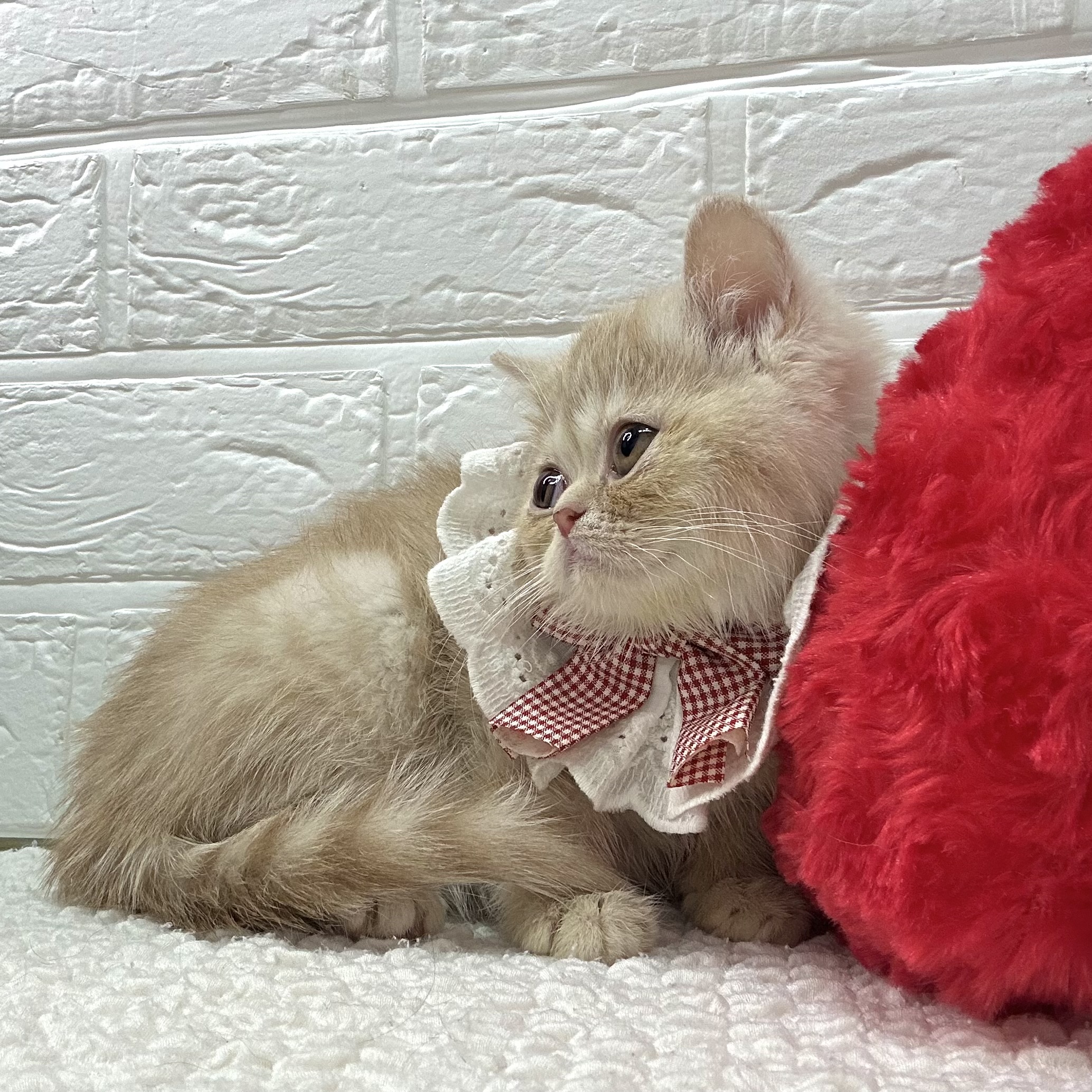 大阪府のエキゾチック (ペッツワン東大阪店/2025年11月7日生まれ/女の子/クリームタビー)の子猫の2枚目の画像