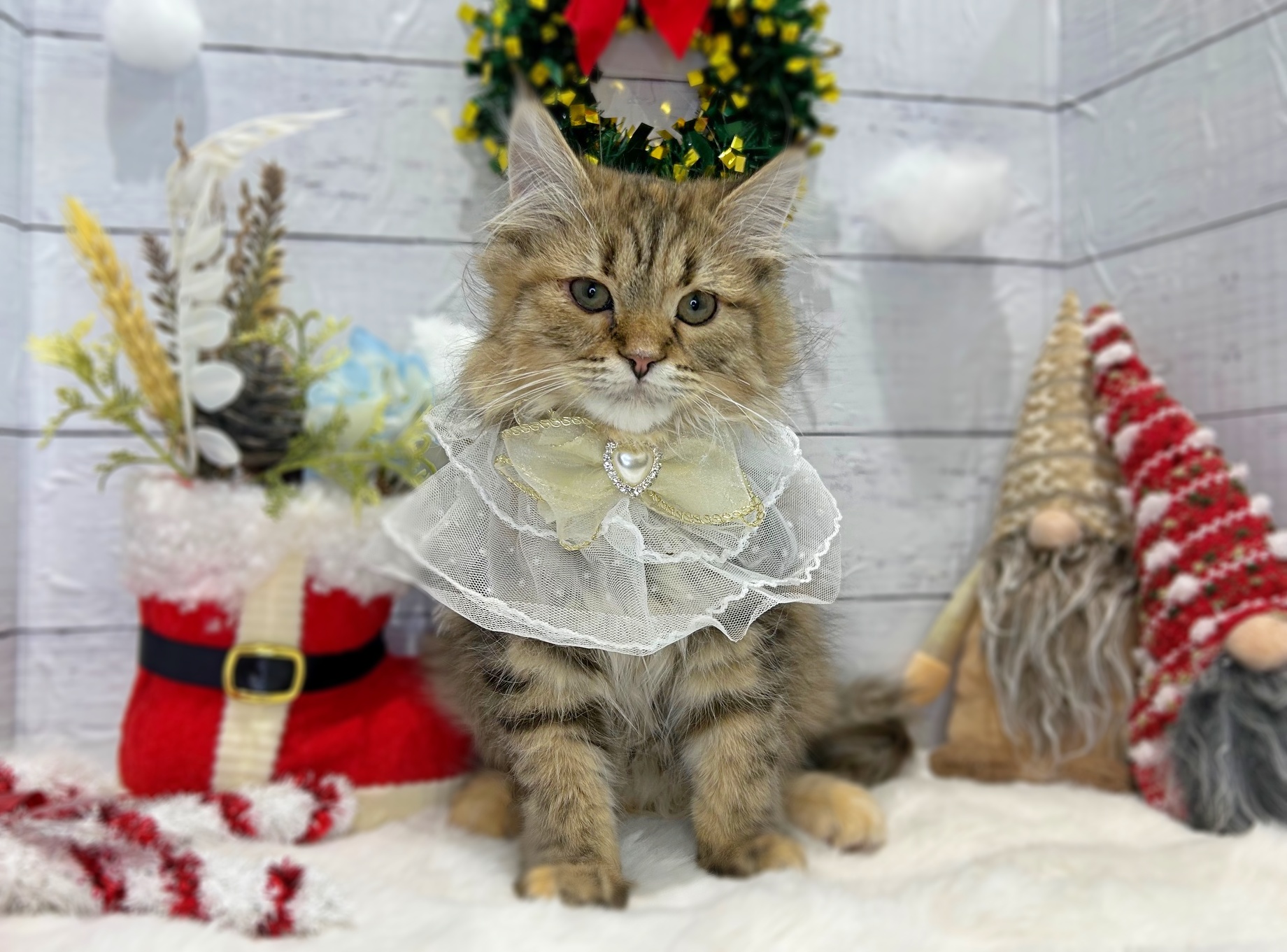 滋賀県のサイベリアン (ペッツワン堅田店/2025年8月29日生まれ/女の子/ブラウンパッチドタビー)の子猫の1枚目の画像