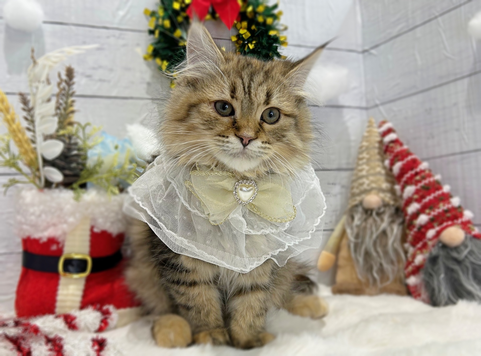 滋賀県のサイベリアン (ペッツワン堅田店/2025年8月29日生まれ/女の子/ブラウンパッチドタビー)の子猫の2枚目の画像