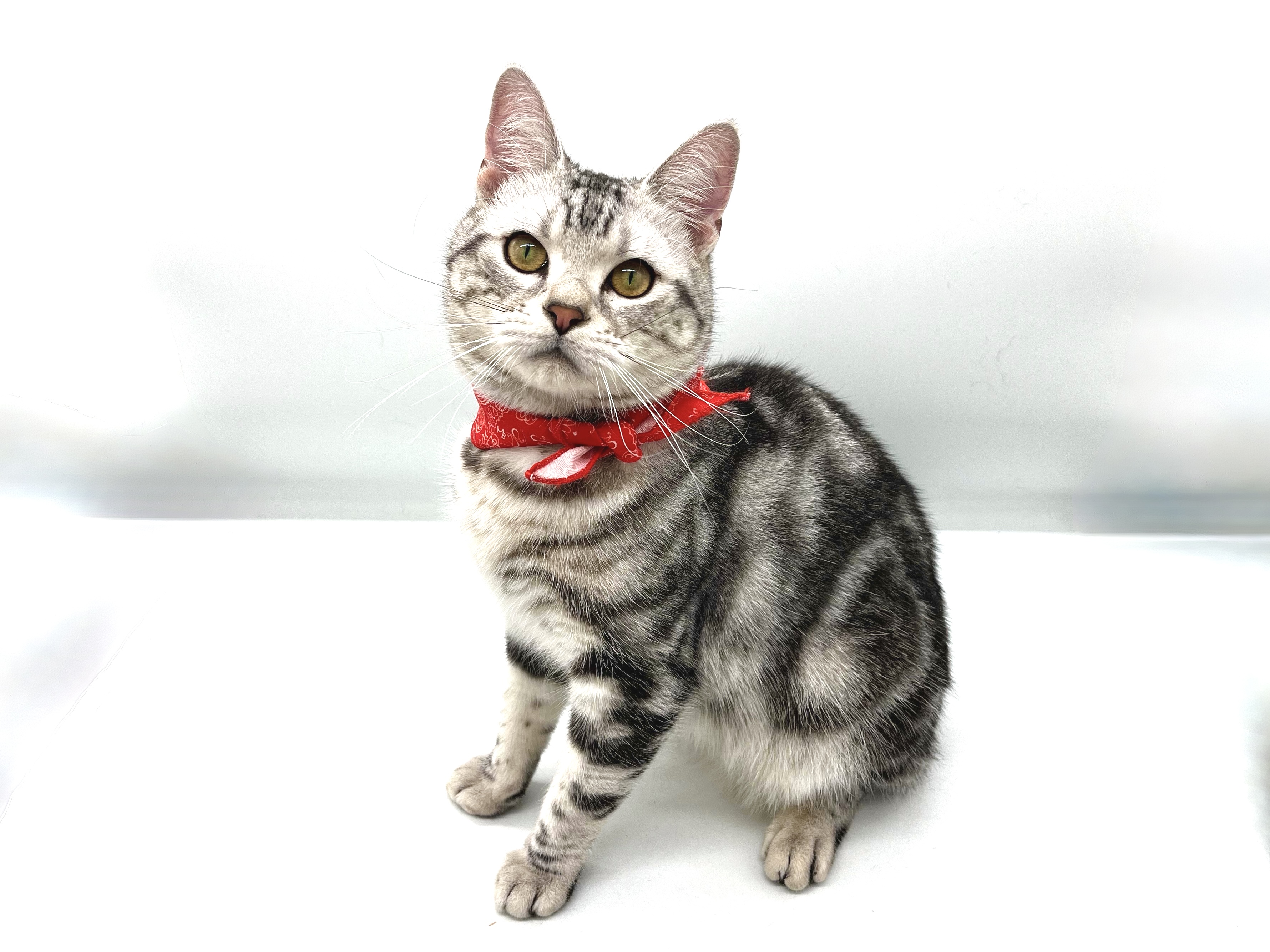 埼玉県のアメリカンショートヘアー (ペッツワンなめがわモール店/2025年3月29日生まれ/男の子/シルバータビー)の子猫