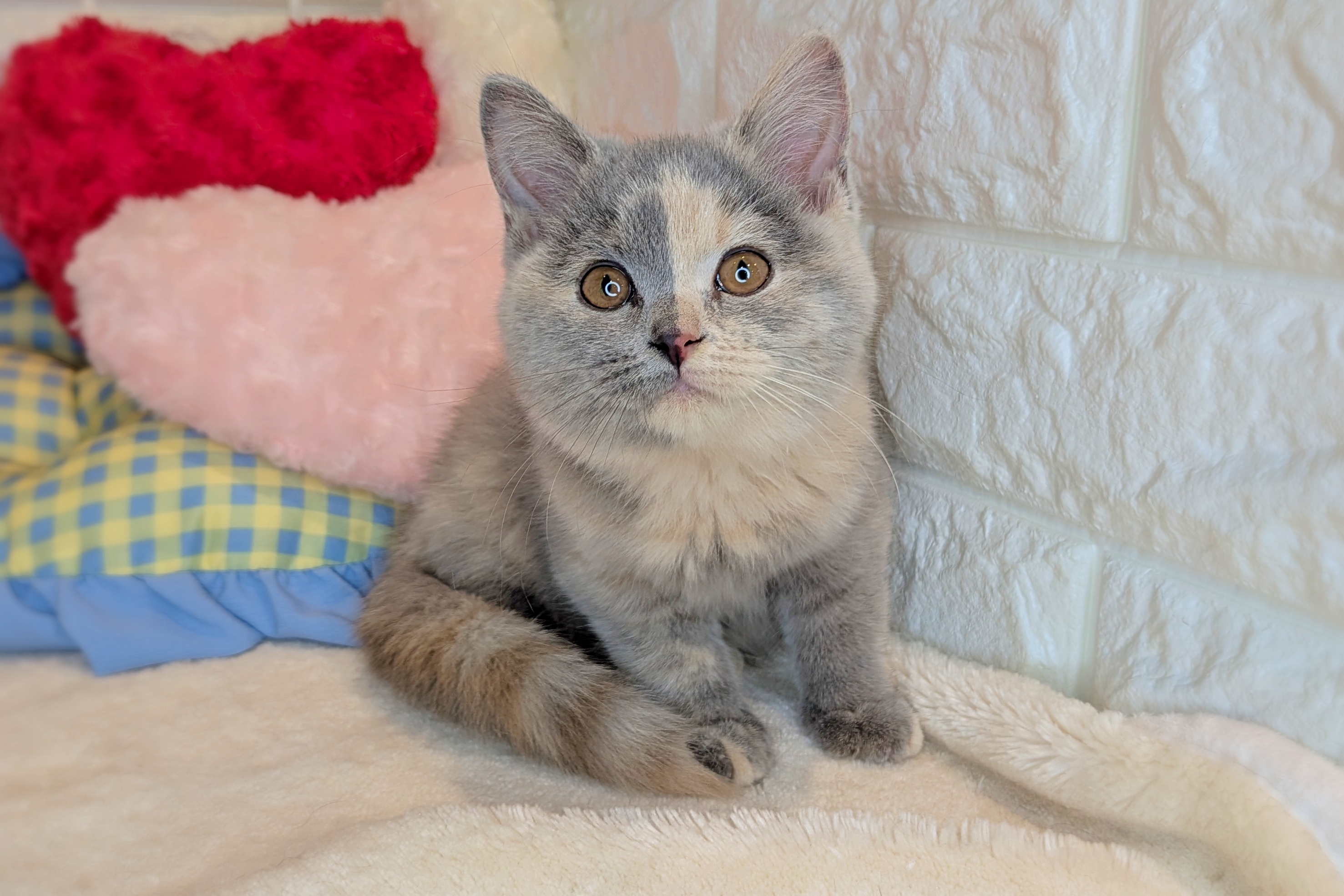 京都府のブリティッシュショートヘアー (ペッツワン亀岡店/2025年11月10日生まれ/女の子/ライラック&クリーム)の子猫の2枚目の画像